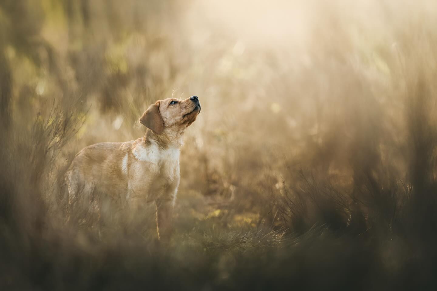 𝗪𝗼𝘄! 𝗣𝗮𝘄𝗲𝘀𝗼𝗺𝗲 𝗣𝗵𝗼𝘁𝗼𝗴𝗿𝗮𝗽𝗵𝘆 𝗯𝗲𝘀𝘁𝗮𝗮𝘁 𝗮𝗹𝘄𝗲𝗲𝗿 𝟰 𝗷𝗮𝗮𝗿! 🥳🎂
In de afgelopen jaren heb ik zoveel lieve baasjes en honden mogen leren kennen! Met een camera in de hand en een hart vol liefde voor honden, probeer ik ze altijd vast te leggen zoals ze echt zijn: vrolijk, eigenwijs en vol energie. 😊
Ik ben in de aflopen maanden mijn passie nog verder gaan het uitbreiden. Dus ben ik momenteel heel druk bezig achter de schermen met iets super tofs! 📸 Ik kan niet wachten om dit met jullie deze maand te delen. Houd de socials dus in de gaten, want wie weet staat er een extra leuke verrassing voor jullie klaar! 👀
#4jarigbestaan #hondenfotograaf #huisdieren #verrassing #aanbod