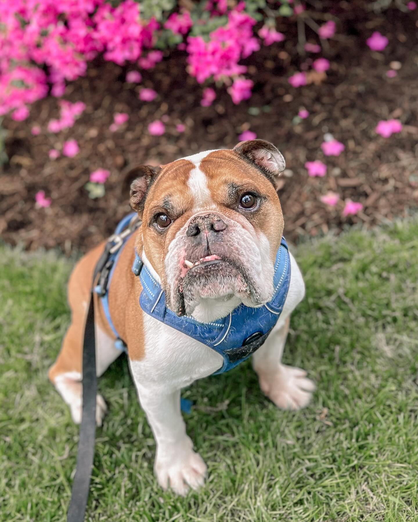 My regulars deserve the spotlight every now and then—especially this handsome guy I get to hang with every Thursday! Today we explored a new walking route and practiced his ‘wipe’ cue, where he adorably dabs his mouth on a towel after a drink. Hydration with manners!💦💧💦💧