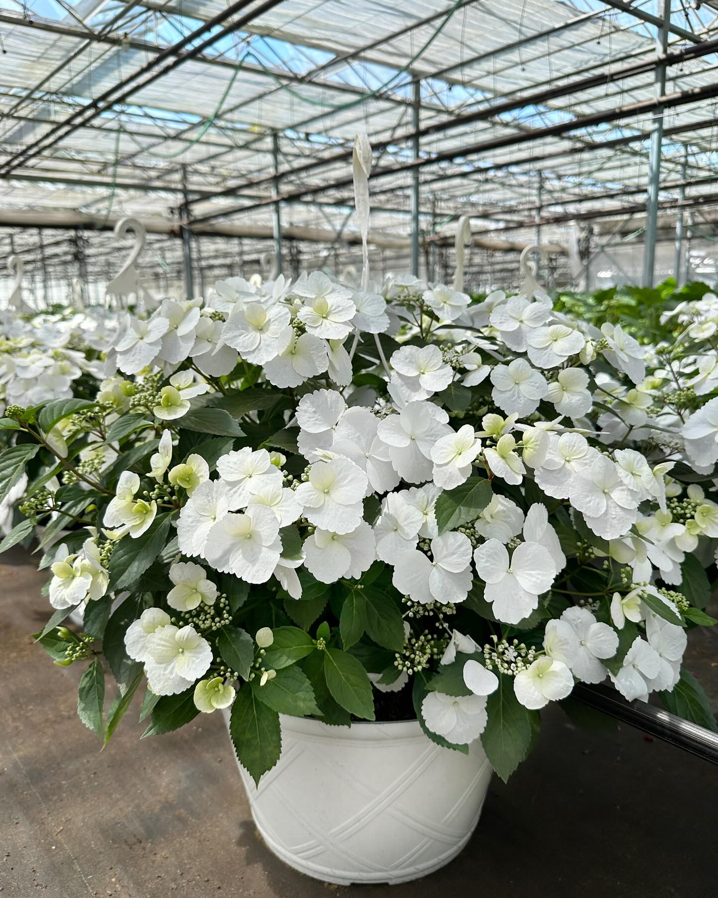 We can’t get enough of these PW Fairytrail Bride Hydrangeas! They are showstoppers, adorned with cascading lace-like blooms.