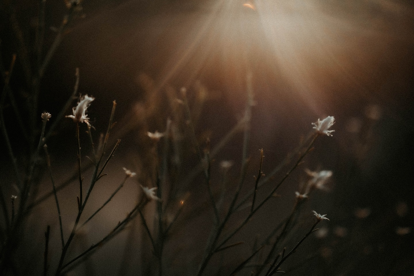 playing around with my 100mm while I waited for my clients 🥹 absolutely loved this.