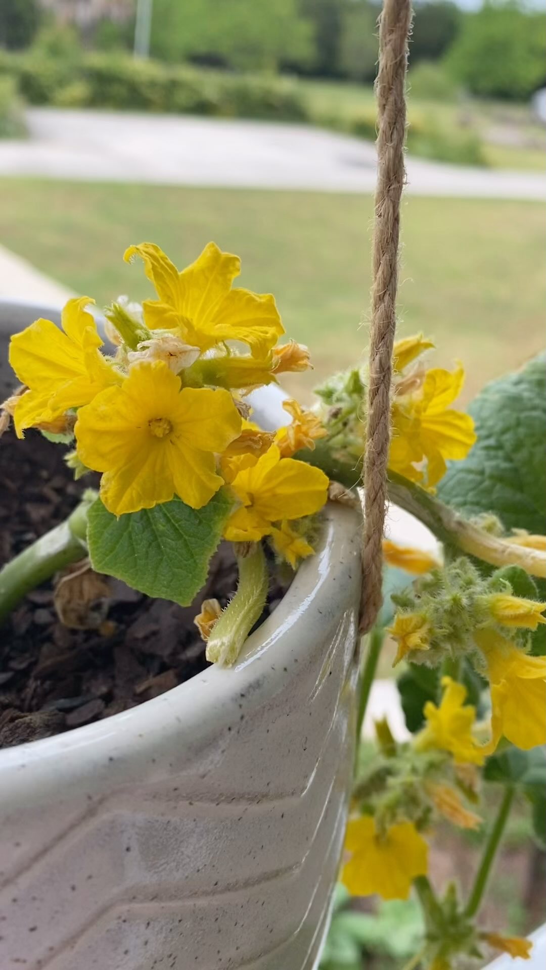 I planted a cucumber plant in a hanging basket on the front porch at the same time I planted the garden. This plant is at least three times bigger than the garden plants, and has SO many flowers on it. I’m excited to see how many cucumbers it will produce!! I’m considering planting a tomato in another hanging pot!!