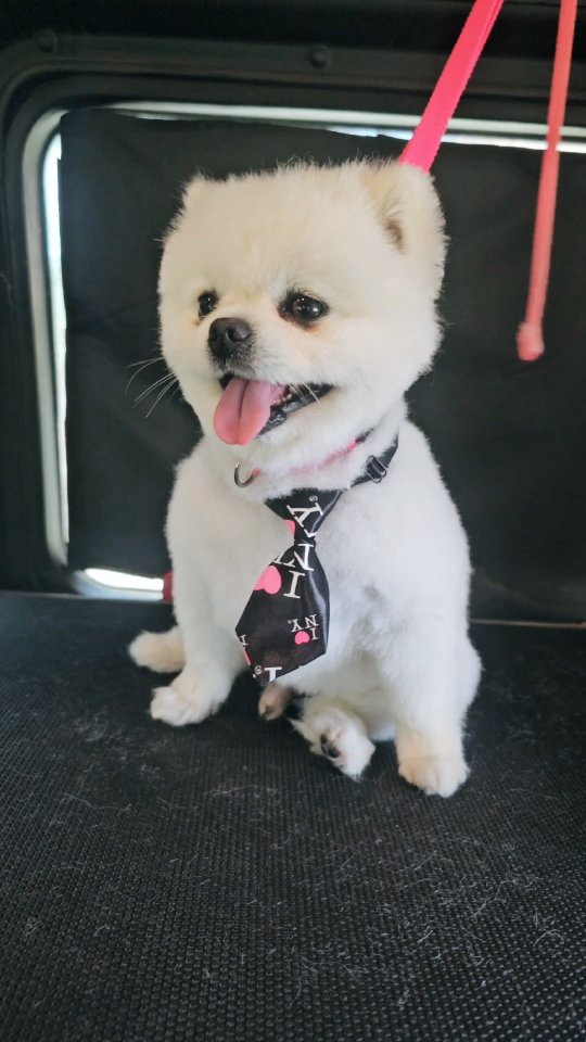 Pampered pups, straight to your doorstep!
No cages, no stress—just clean, happy dogs groomed with love in our state-of-the-art mobile salon.
Book your dog’s spa day today with The Groomiez Mobile Dog Grooming!
Convenient. Compassionate. Clean.
DM us or visit our website to schedule.
#MobileDogGrooming #TheGroomiez #DogSpaDay #PetGrooming #CleanDogHappyDog