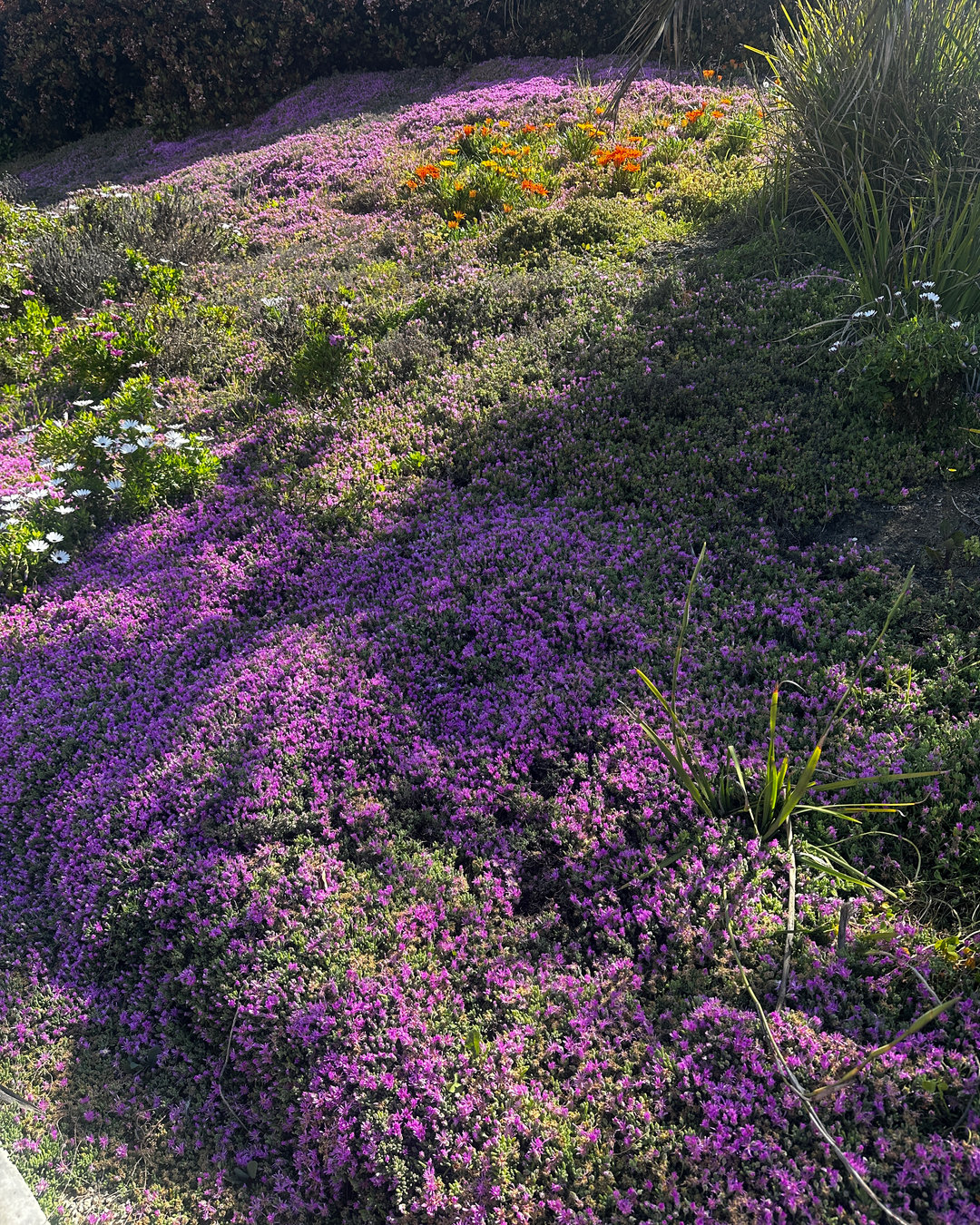 Love the Springtime but don't love allergy symptoms? Read this for DIY Allergy Relief Tips https://wix.to/MllUe5K