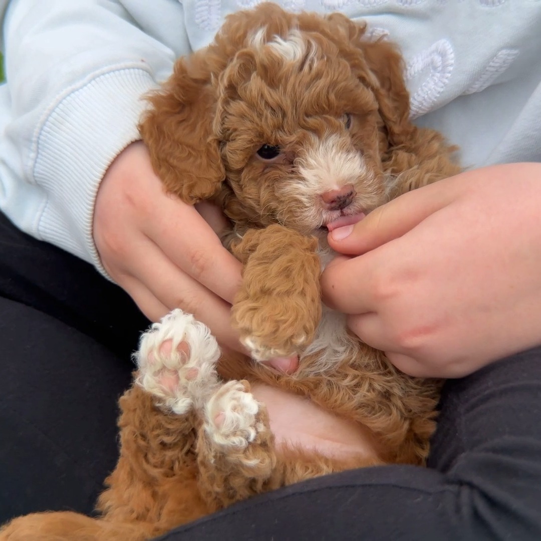 Meet Waffles and Daisy Mae, two sweet Mini F1B Double Doodles who are ready to find their forever families! These adorable pups are raised with love at Pawprint Companions, where we focus on giving every puppy the best possible start in life.
From day one, Waffles and Daisy Mae have been surrounded by care, socialization, and plenty of playtime. They’re raised in a clean, loving environment with lots of hands-on attention, helping them grow into confident, affectionate companions.
We proudly stand behind each of our puppies with a comprehensive health guarantee, and all of our parent dogs are genetically health tested to ensure happy, healthy puppies for years to come.
If you’re looking for a loyal, well-raised, and family-ready doodle, Waffles or Daisy Mae could be the perfect fit!
🐾 Learn more or reserve your pup at pawprintcompanions.com
📍 Based in Indiana - Travel Nanny & delivery options available nationwide
#minigoldendoodle #f1bminigoldendoodle #minigoldendoodlepuppies