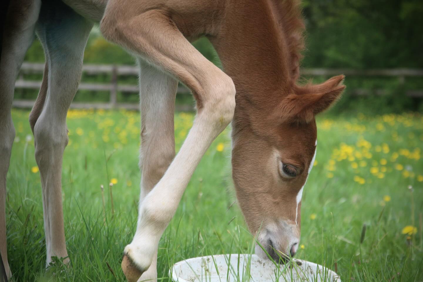 PrettyGirl de JIMA 🩷
Mabar de JIMA (Quabar des Monceaux X Dexter Leam Pondi) Et Illusion Petit Paris (Black Jack IXE X My Honey du Logis).
Sera bientôt disponible à la réservation ! 🤩
#avendre #chevalavendre #horse #equine #calvados
#equestrian #horselove #horseoftheday #elevage #co
#horsejumping #cheval #horsesalefrance #jumpinghorse #cce #dressagehorse #sale #annonce #equitation #ecurie #chevaldesport #poulain #foal #poneydesport #pony #poney #ponies