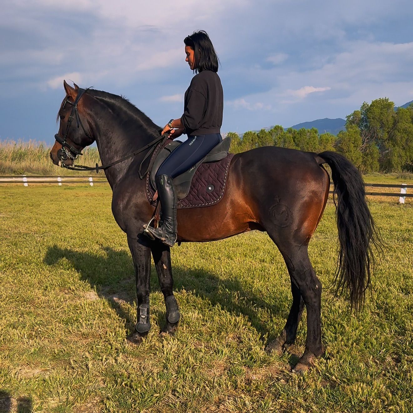 #pre horse #andalusianhorse #stallion #horseridingkos #saltlakestables #kos #kosisland #kosgreece