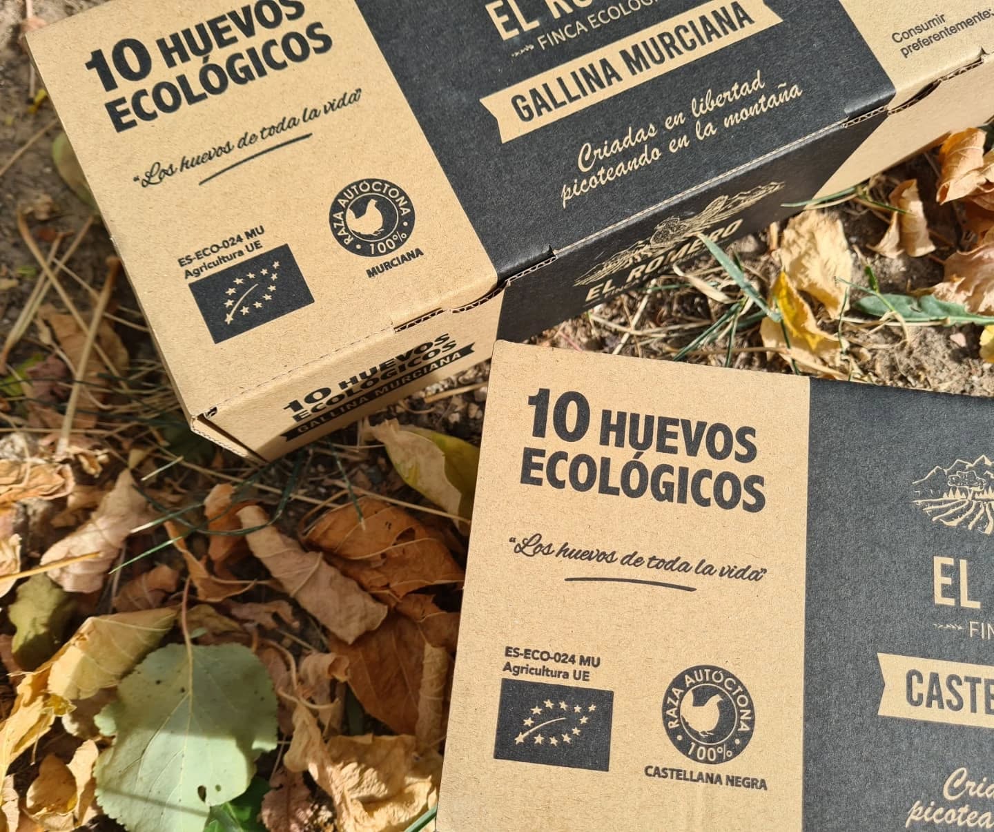 Todo comenzó hace casi dos años por querer recuperar el sabor de los huevos fritos que me hacía mi abuela en la lumbre... y eso me llevó a buscar gallinas de razas autóctonas de la tierra. 🥚👵
Así conocí la gallina murciana y a @agamurgo, la asociación encargada de su protección y recuperación. Una gallina en peligro de extinción y de las que solamente había unos pocos ejemplares. 🐔
También me decidí por la Castellana Negra, también en peligro de extinción y una de las razas más antiguas de España. De la mano de @ganeca_oficial conseguí algunos ejemplares y empecé a criarlas.
Estas gallinas están adaptadas al clima y a las enfermedades, y son muy rústicas.
Lo que empezó como un hobbie poco a poco se ha convertido en una forma de vida, donde producimos unos huevos de excelente calidad donde el bienestar de los animales es nuestra máxima prioridad, donde ayudamos a recuperar razas autóctonas, fomentamos la vida rural y ayudamos a conservar el patrimonio genético de nuestra tierra, además de demostrar que es posible hacer una ganadería ecológica y responsable con el medio ambiente. Aunque no os voy a engañar, no es nada fácil. A día día hoy, somos la única ganadería productora de huevos en ecológico de la Región.
¡Seguimos adelante !🙌🙌
Gracias a todos los que nos apoyáis. 💫
#huevosgallinamurciana #huevosgallinacastellananegra #huevosecologicosmurcia #huevosgourmet #vidarural