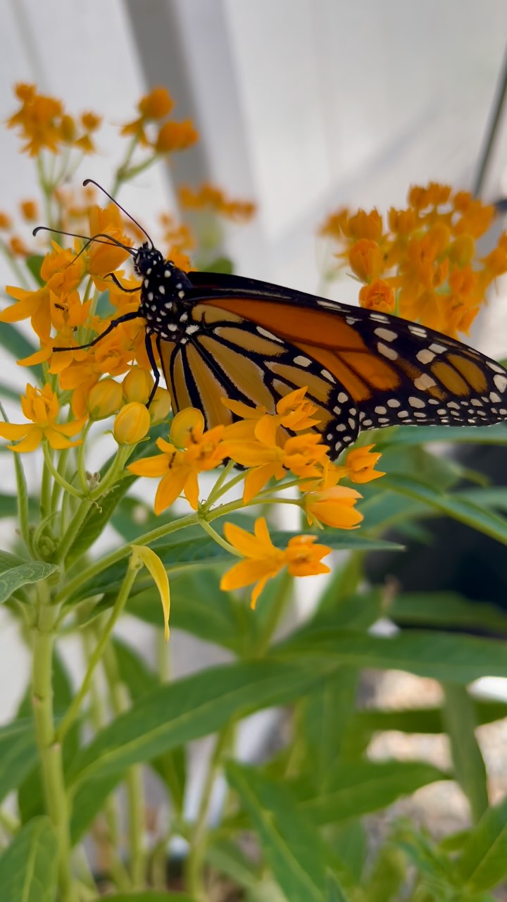 It’s a long journey for a small insect.
A migrating monarch can fly up to 2,500 or sometimes even 3,000 total miles before reaching its destination. A monarch can travel over 100 miles in a single day, with the right conditions. These butterflies coast on air currents to move quickly and conserve energy. They often fly at elevations where we can’t even see them from the ground, at 800 to 1,200 feet high.
#blackborg #butterflysanctuary #paintedladybutterfly #butterflykits #butterflylifecycle #butterflyrelease #pollinatorgarden #outdooreducation #natureathome