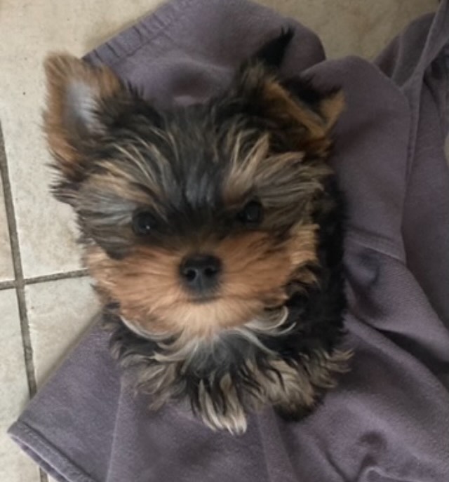 Nyma.
Zo klein,
en tegelijk groter dan woorden.
Met één oortje omhoog en één omlaag
en die blik… vol verwondering, alsof ze de wereld voor het eerst ziet.
Ze is ondeugend en vrij, geen ‘strikjes-Yorki’.
Ze is puur. Echt.
Ze verzamelt blaadjes en steentjes alsof het goud is,
legt ze liefdevol in haar mand,
alsof ze me wil laten zien:
zie je, ook dit is van waarde.
Sinds januari reist ze met me mee.
Niet als vervanging,
maar als nieuwe adem.
Een vriendinnetje op pootjes,
dat niets hoeft te zeggen
om me iets wezenlijks te laten voelen.
Ze spiegelt me.
Laat me lachen,
zonder dat ze iets doet.
Ze is.
En precies daarin raakt ze iets wat ik even kwijt was.
Rouw had zich stil genesteld in mijn lijf.
In mijn huid.
In mijn adem.
Woezel sloot haar reis hier af,
en de stilte die achterbleef
kon ik lang niet benoemen.
Tot Nyma.
Ze kwam niet om leegte te vullen,
maar om ruimte te openen.
Voor licht. Voor zachtheid.
Voor leven dat opnieuw durft te stromen.
Ze liet me weer voelen
hoe geluk zich in het kleine verschuilt.
Hoe vallen mag.
Hoe opstaan niet altijd groot hoeft te zijn.
En hoe schoonheid
begint met durven voelen.
Ik voel het tot in mijn huid.
Letterlijk.
Want wat je van binnen beleeft,
laat zich aan de buitenkant zien.
In je ogen. In je adem.
In hoe je huid zacht wordt
wanneer jij dat zelf weer toelaat.
Bij Marlie Holistic Beauty Therapy werk ik vanuit die verbinding.
Tussen binnen en buiten.
Tussen huid en hart.
Tussen wie je nu bent
en wat er allemaal al in jou leeft.
Schoonheid is geen masker.
Het is thuiskomen.
Zacht worden.
Ruimte geven aan alles wat jij bent.
Je bent welkom.
Met je verhaal.
Met je stilte.
Met je licht én je schaduw.
Hier mag alles er zijn.
In jouw tempo.
In jouw waarheid.
In jouw zachtheid.
Want soms begint heling
bij iets kleins dat je weer laat glimlachen.
En echte schoonheid…
bij het moment waarop jij jezelf weer durft te voelen.