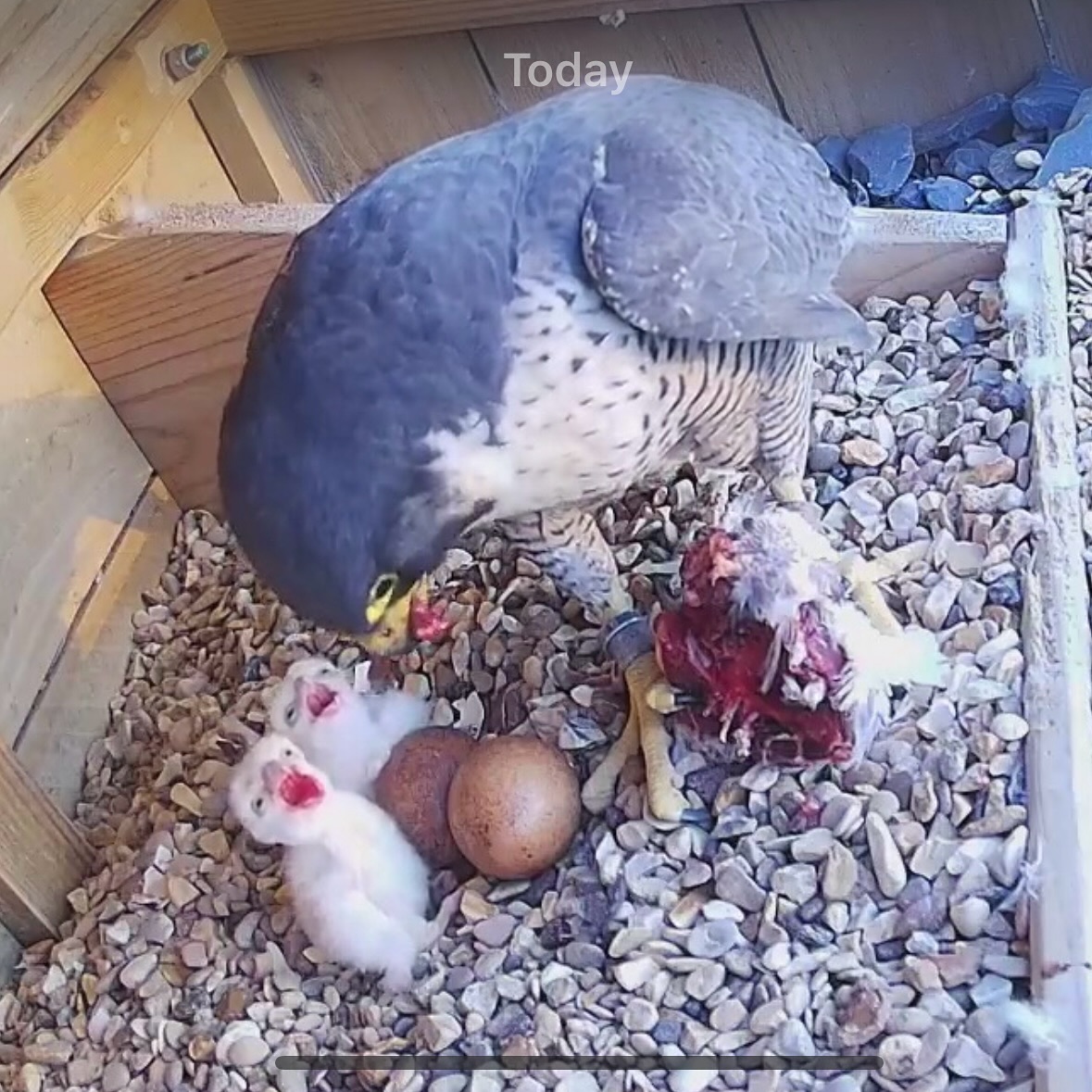 2 chicks have hatched at Lister Mills! Watch live at the link in our bio
#peregrinefalcon
