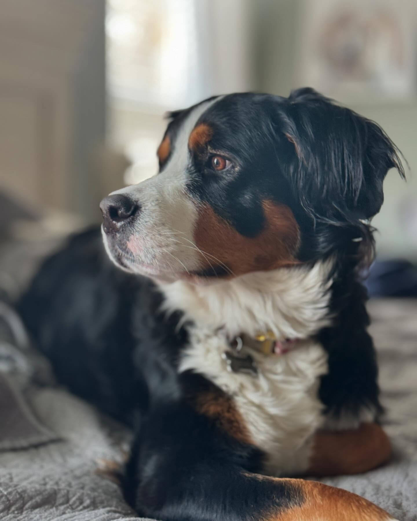 Only about 2 weeks to go! 🐶. Remi is growing by the second. She loves feeding time and lots of snuggles. She has the sweetest demeanor ❤️We can’t wait to meet these sweet pups. We have an X-ray scheduled in about a week to get an estimate of how many puppies. Let’s take a guess….How many do you think she has?