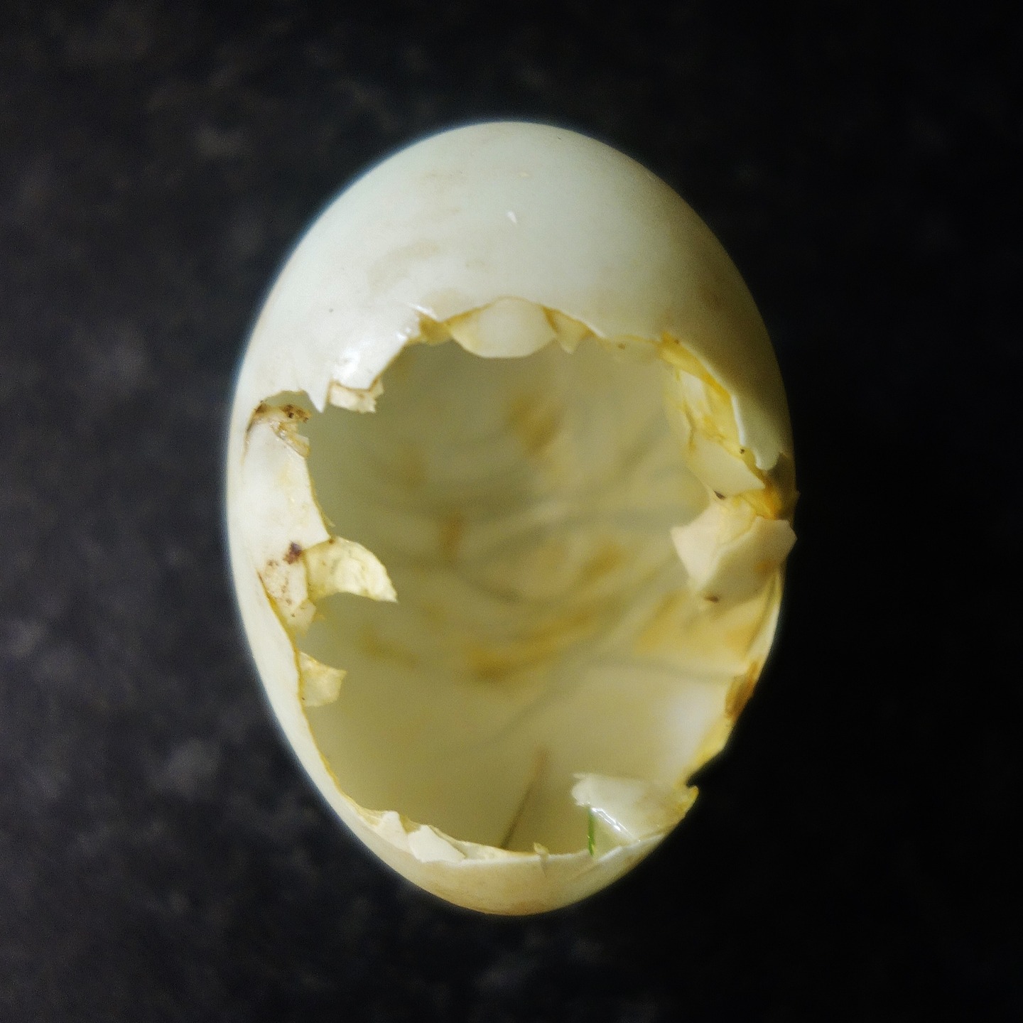 Last night, I was training for my Epynt Way L.D walk in Mid Wales and came across a predated Mallard Egg. The remaining Yoke was still running. As is usual with me, I picked it up as part of my collection at home. You can still collect eggs, but never take live eggs; only those predated upon or from nests abandoned after the season.
A typical clutch may include up to 13 eggs. Once incubation begins, the hen will sit on her eggs for most of the day for about 25–29 days. She leaves the eggs (typically covered with down) for about an hour each morning and afternoon to feed. Because incubation starts all at once, the viable eggs usually hatch together, typically within 12–24 hours of one another. Some do not survive like this one. #mallard #mallardduck #duckegg #nature #survival #eggcollection #collectingeggs #luggmeadows #lugg
