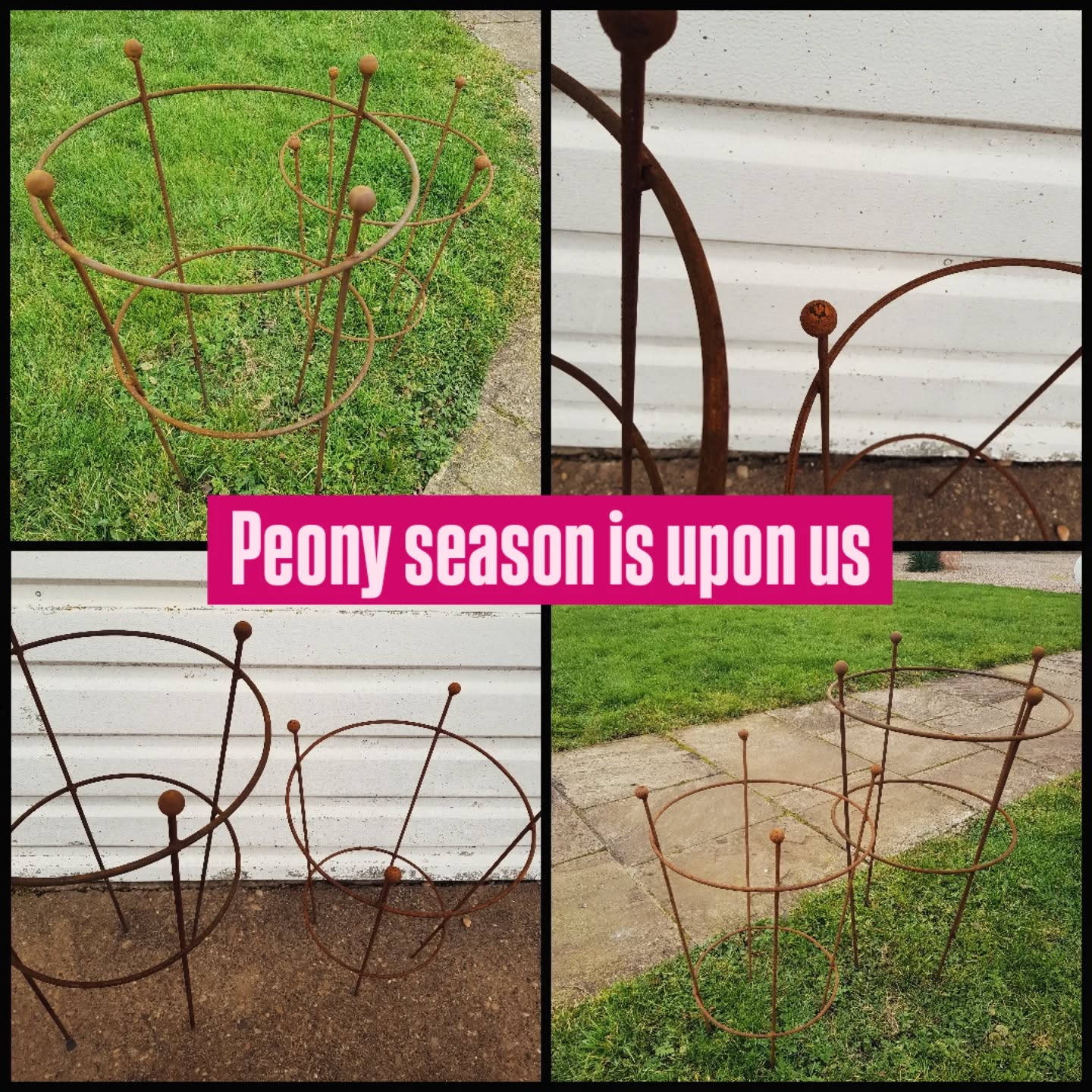 Have your peonies popped yet?
There is still time if they need some extra support
#peony
#peonyseason
#gardensupports
#steel