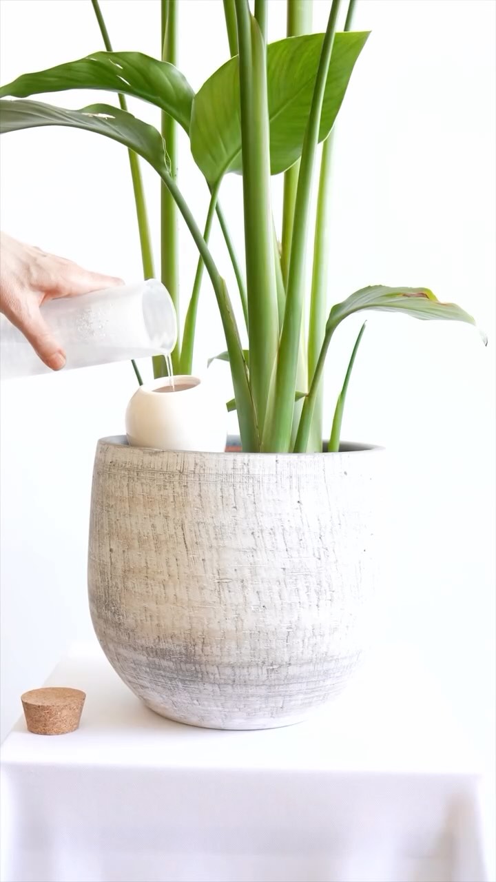 L’OYA OU OLLA
Un arrosage économique et efficace pour vos plantes.
Inspirée d’une méthode ancestrale, les ollas sont des pots en argile cuite poreuse, ils diffusent l’eau progressivement pour un arrosage simple et naturel de vos plantes.
Facile à utiliser, il suffit de la planter dans la terre et de la remplir d’eau, elle régulera ensuite l’écoulement naturellement selon le besoin de chaque plante.
Prenez soin de vos plantes et de votre intérieur.
📹 @cocosconcept_
#maeko #conceptstore #bouquets #oya #olla #arrosage #narbonne