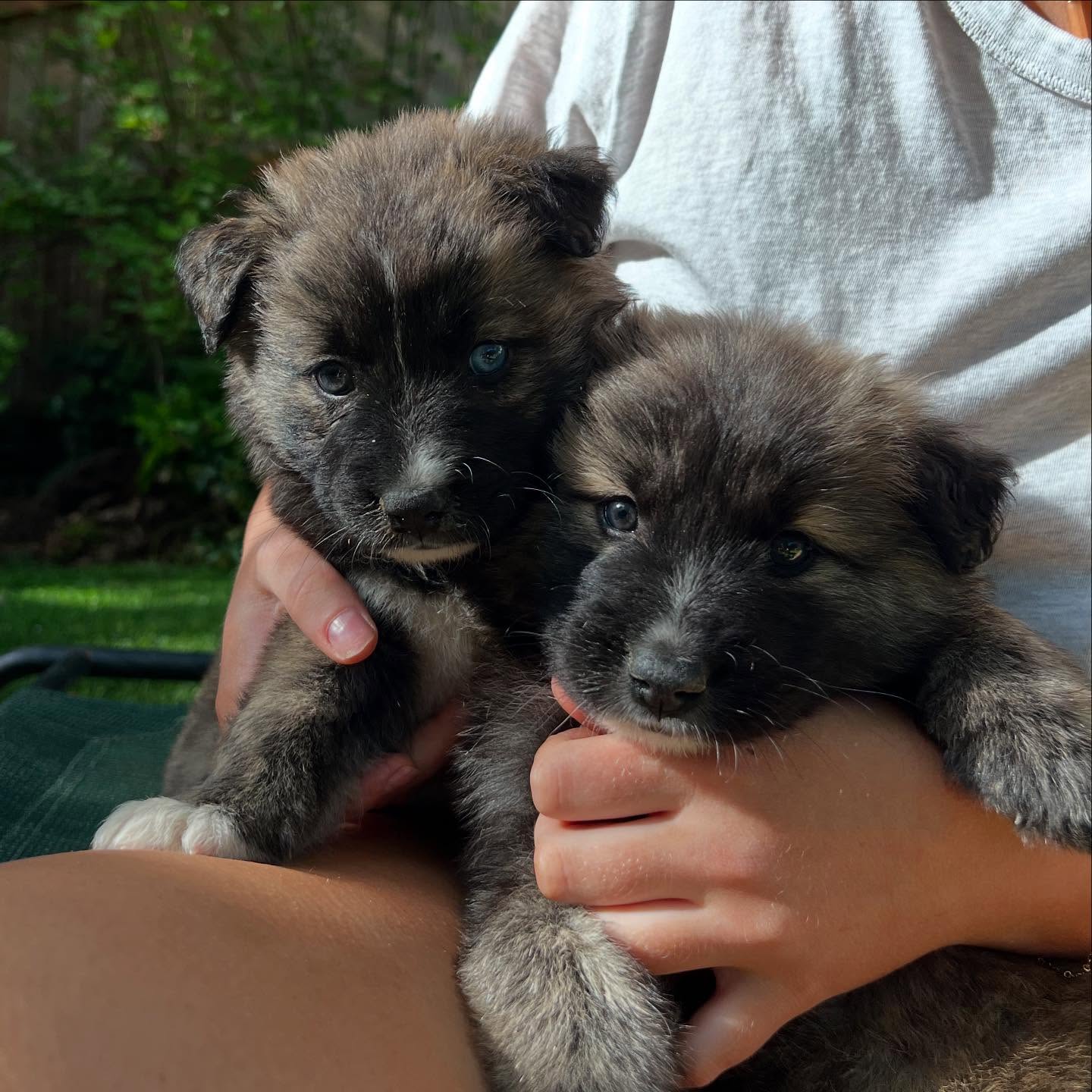 Hello! 👋
7 new arrivals! 💞 6 week old Aussie mix pups that were dropped off in a box at the overcrowded shelter. Young pups are at risk of contagious and deadly diseases at the shelter. We knew they needed to get out asap to have a chance at health and happiness.
🌟Thanks to the amazing coordination and support of @mercedcountystraydogs we were able to find transport up to Northern CA. And Stella brought them up from there, along with Ted and 2 chi mixes. Who will also be available for adoption.
We will post names of the pups soon and they will be ready to go home in 2-3 weeks. We will have meet and greets available at our adoption event on May 17th in Snohomish! Get your application submitted at www.rescueunleashed.org
And join us there!
#rescuedismyfavouritebreed #puppylove #poopypuppies #fluffnuggets #adorableadoptables #aussie #rescueunleashed #Seattle #Sammamish #Snohomish
#adoptdontshop❤️
