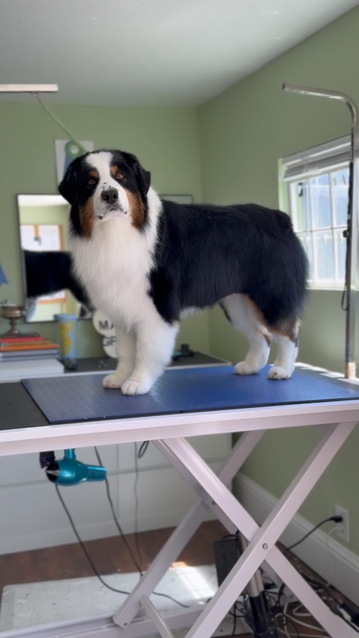 Kylo comes in every 4 weeks for his spaw day—and it really shows! Regular grooming keeps things stress-free and relaxing, just the way it should be.
If your pup struggles with grooming, I offer behavioral sessions to help build comfort and confidence. DM me to learn more!
As always, thank you pet parents for trusting me with your loved ones. 🐾