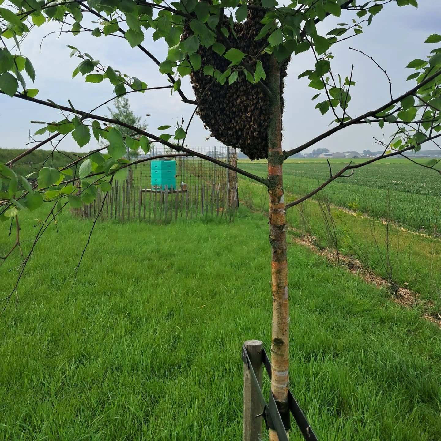 Onze bijtjes zijn gaan zwermen🐝😎
