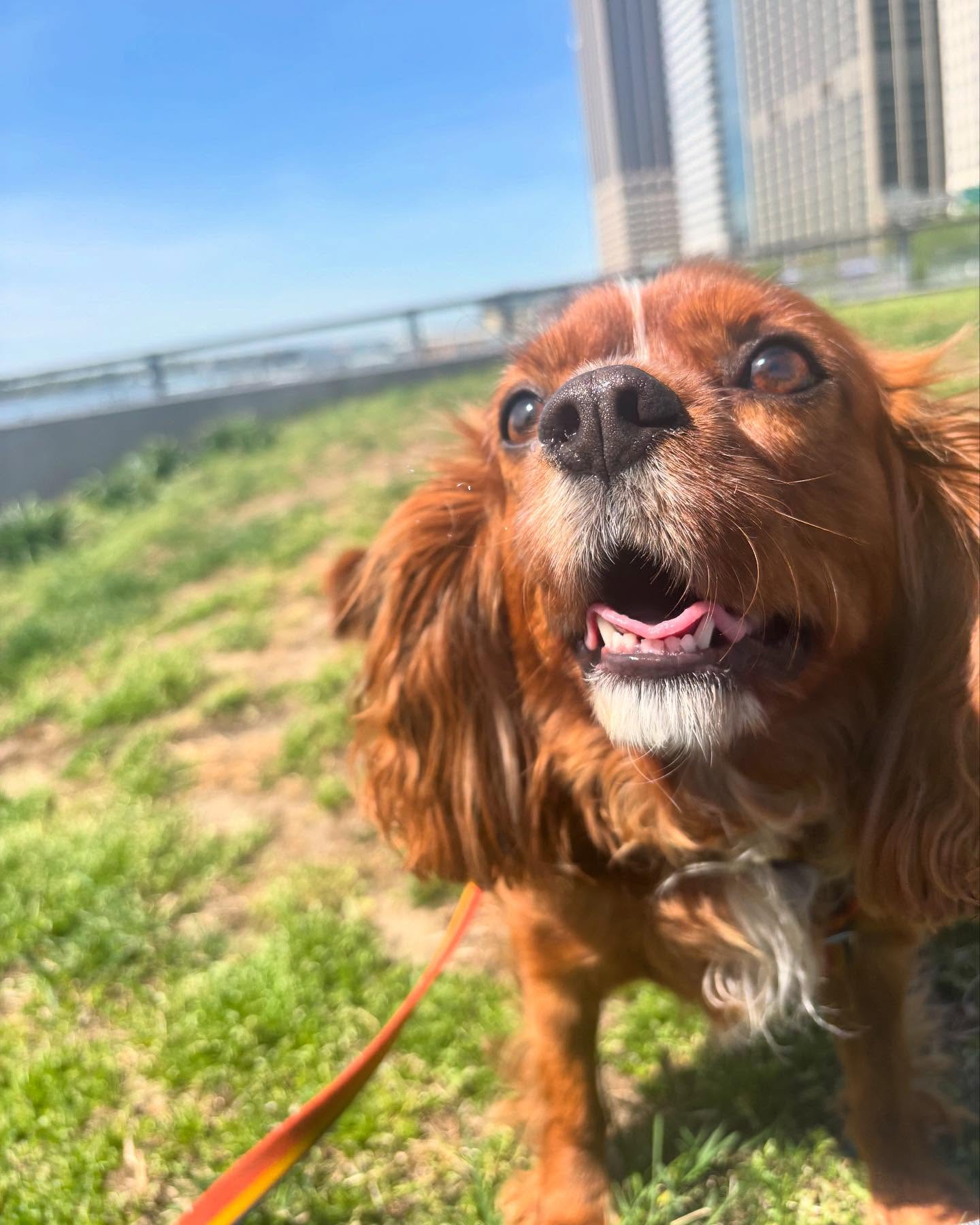 Only smiles during our walks! 😁🥰
#dogsofnyc #dogwalkingnyc
