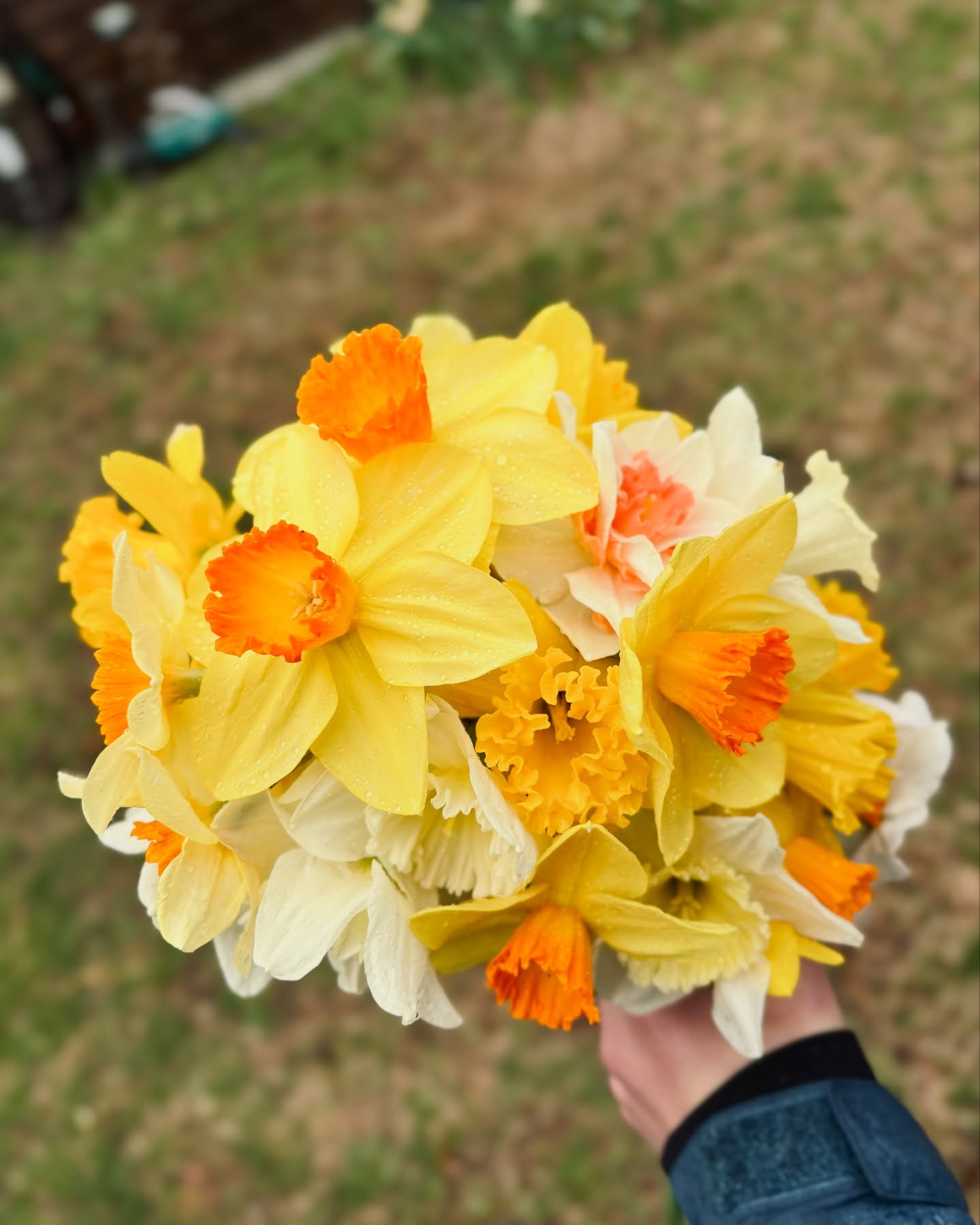 A great (but rainy!) Daffodil Weekend on island. We planted 600 daffodils last fall and it paid off!