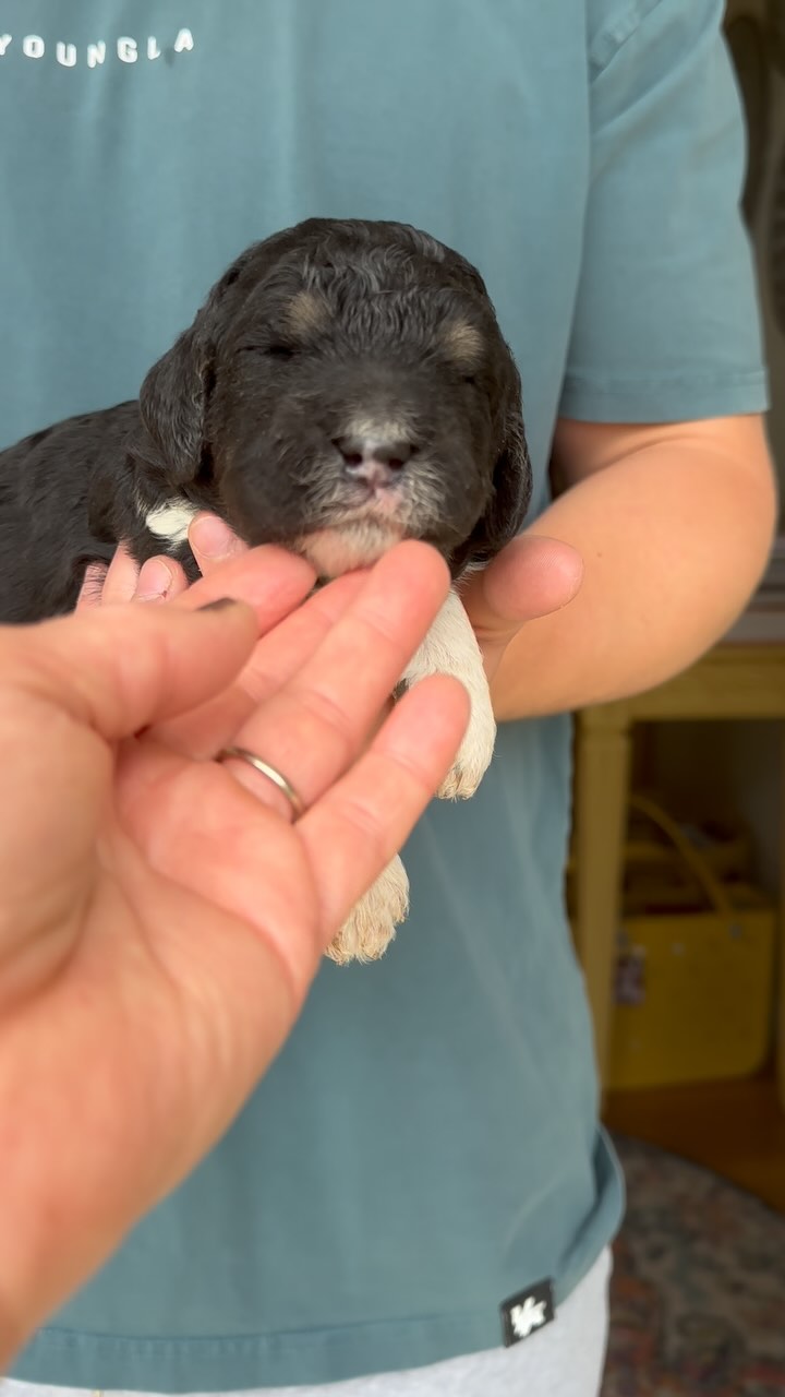 Forsyth💙Standard Poodle