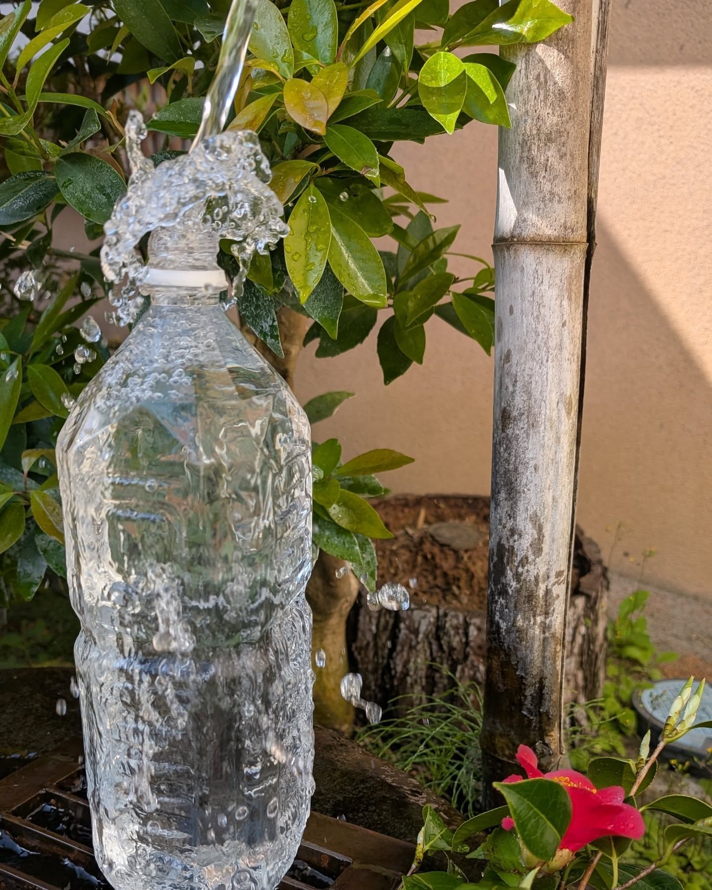 #いたち川沿い
蜂蜜ドリンクに使います