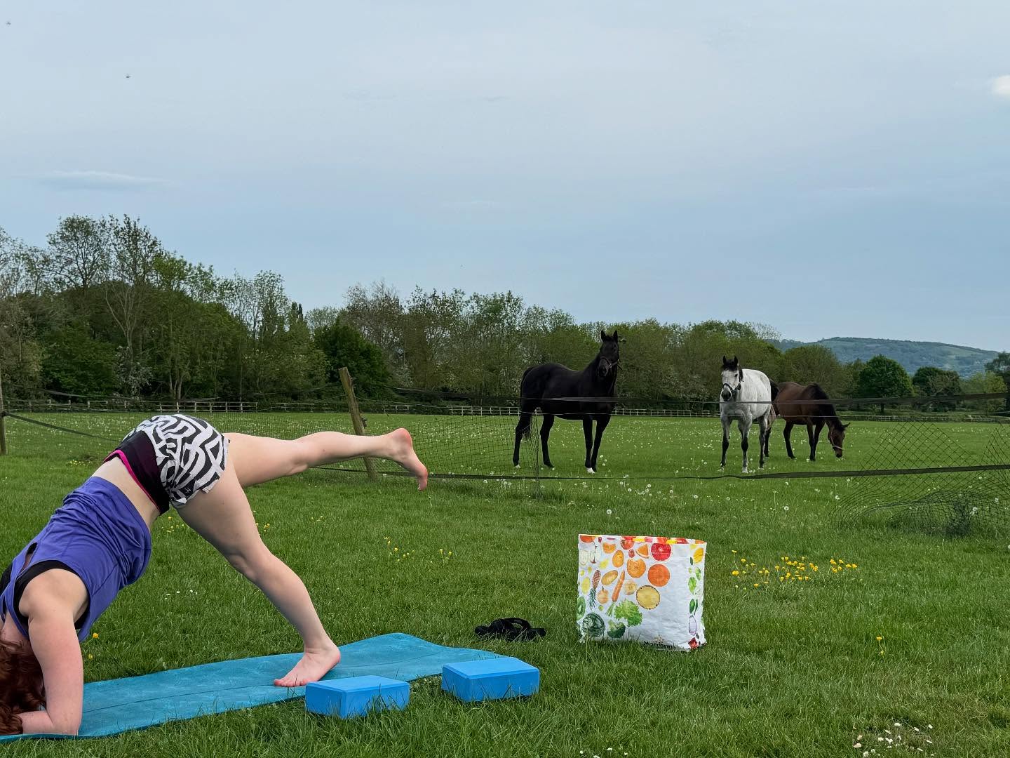 The usual neighbours getting to watch us do field yoga tonight at Overbury! #fieldyoga #lizzieandherbag #overburylife