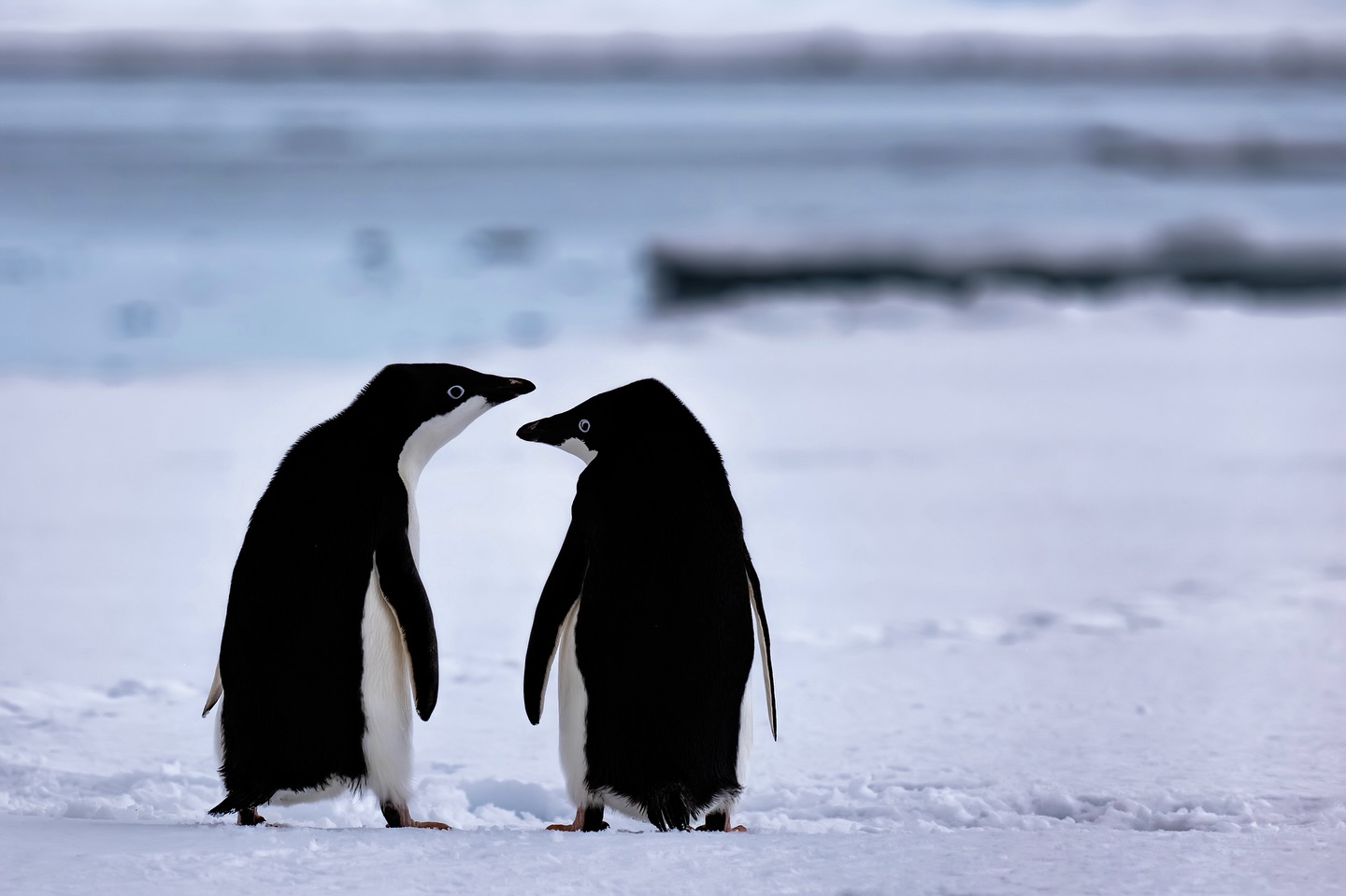 Ils surgissent du vent.
Silhouettes d’encre sur l’étendue laiteuse.
Rien ne bouge, sauf leurs pas.
Lentement. En silence.
Les manchots Adélie,
sentinelles de l’hiver immobile.
Je retiens mon souffle.
Le froid devient complice,
le temps s’arrête.
Juste l’instant.
Juste eux.
« Être là, sans déranger.
Cueillir la lumière,
comme on écoute le silence. »
— Notes de terrain
#ManchotsAdélie #Antarctique #PoésieDuSilence #natgeoyourshots #natgeotravel #bbcwildlifepotd #nature #wildlife #lumix #sigma