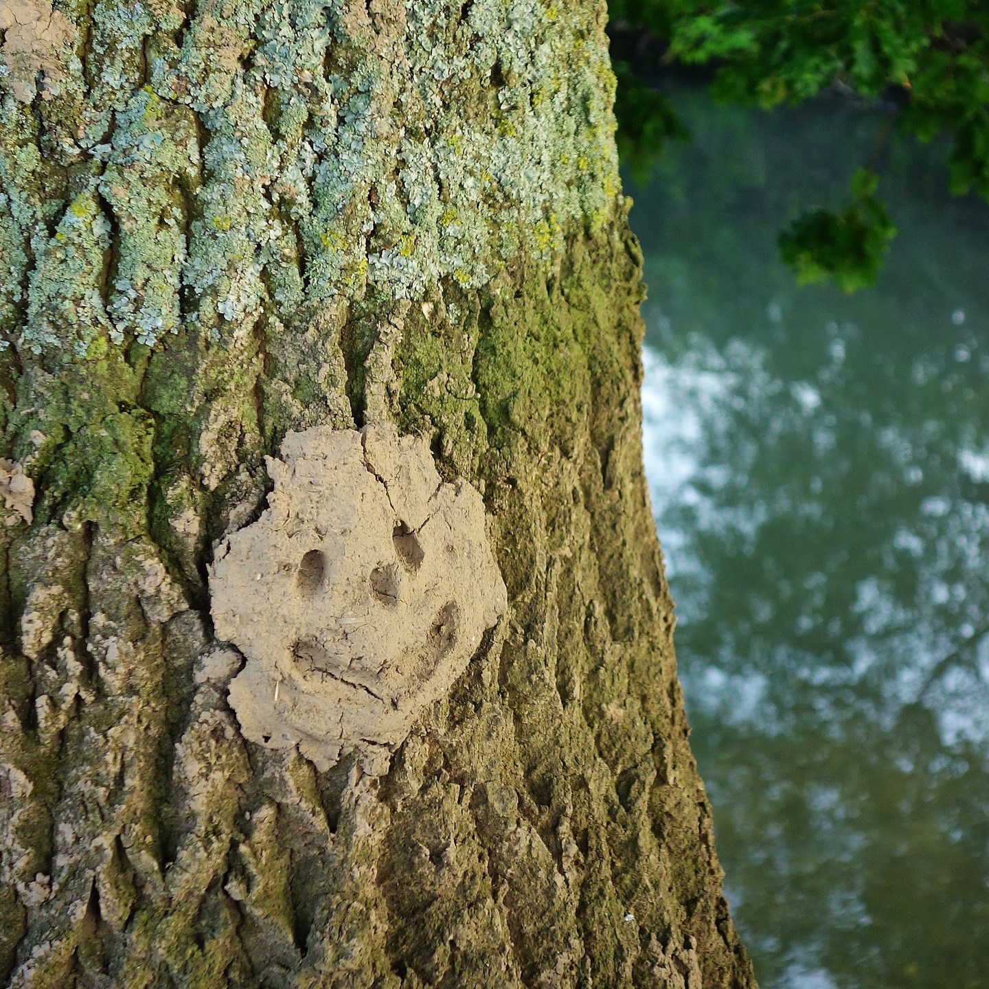 Happy Sunday, everyone. I came across this some time ago on the Lugg Meadows near Hereford and smiled back. In fact, they say, 'smile and the world will smile back.' It's not always the case, but it does work often, especially if it's a genuine smile, which can disarm tension, create connection, and build trust. It's this that leads others to respond in kind. I hope you get a few smiles today or next week out and about. If not, nature will always make you smile inside. Peace. #smileandtheworldwillsmileback #smileandtheworldsmileswithyou #smiling #smile #outdoorsmile #naturesmiles #natureconnection #happynature