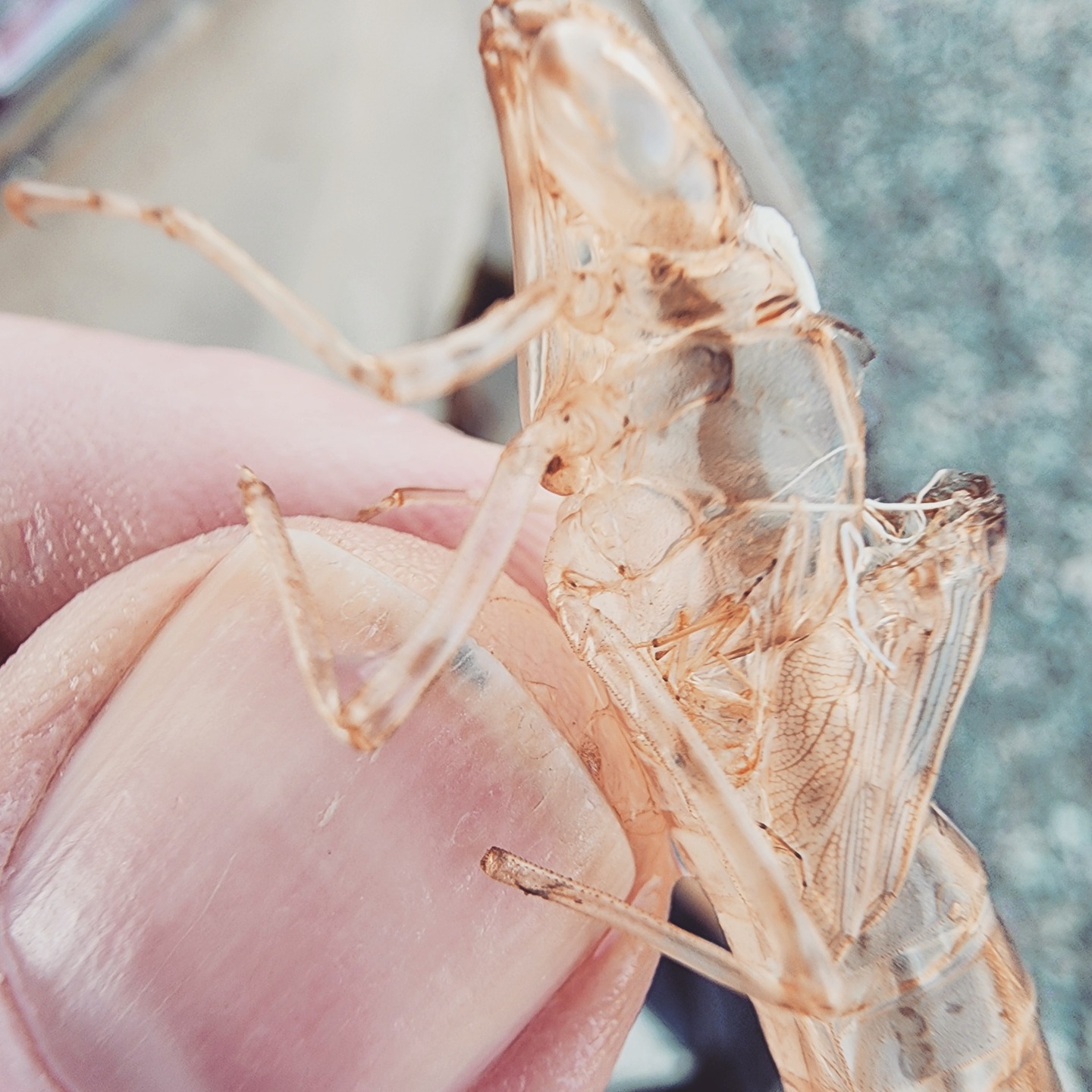 A recently emerged dragonfly left the larval skin behind to rule the skies as a proper dragonfly. The small wing-like looking lobes on the right are called wing pads--they contain the wings while the nymph grows underwater for about 1 year. The nymph's tracheae are also visible as the white thread-like structures on the left side. Yes, as with all other paurometabolous/ hemimetabolous insects, the tracheae had to be shed for the nymph to transform into an adult. Aren't you glad you didn't need to do that?