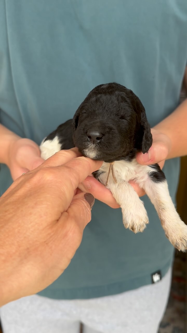 Dare🩷 Standard Poodle