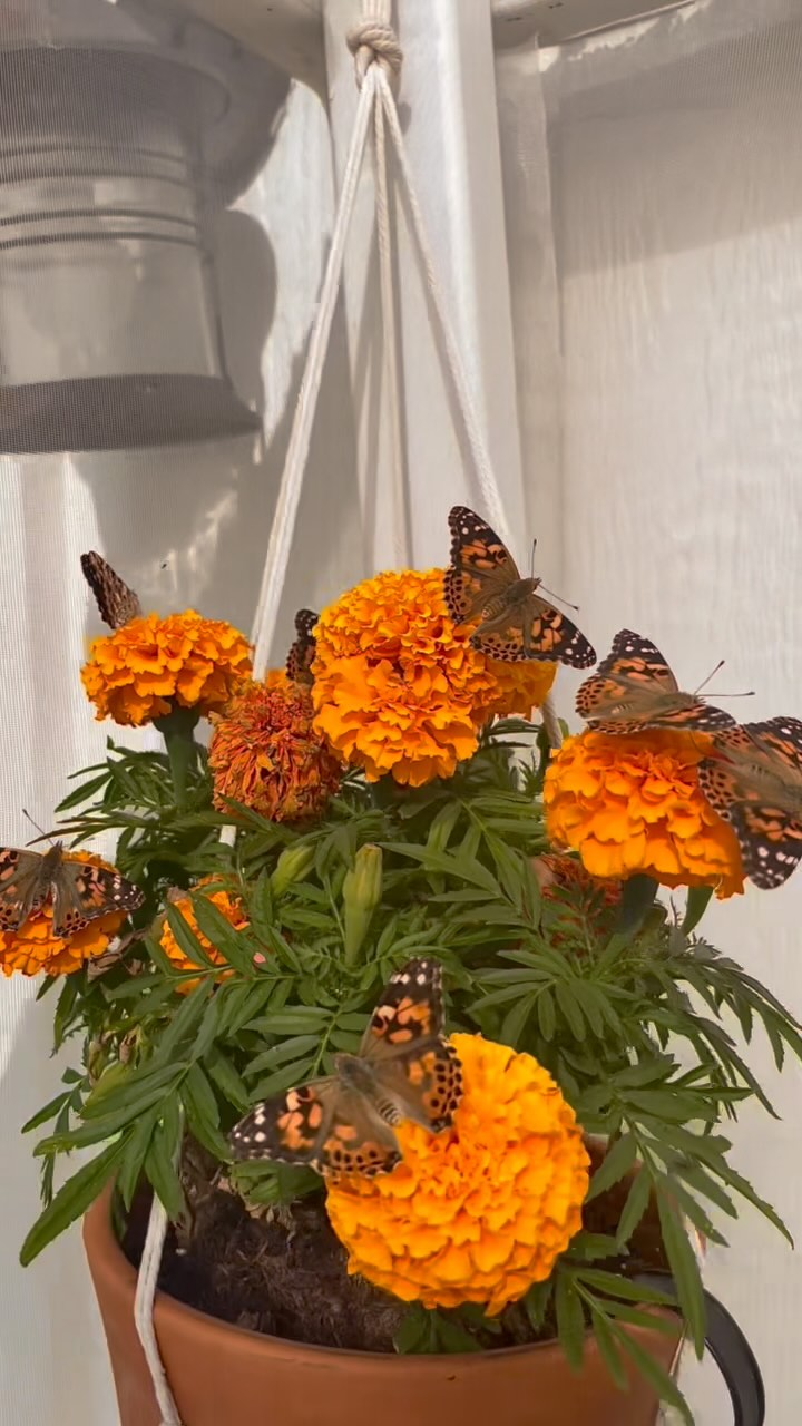 Butterflies in paradise! Watch as these Painted Ladies flutter and feast on vibrant marigolds—nature’s perfect pairing. A peaceful moment from the garden that feels like pure magic.
#PaintedLadyButterfly #Marigolds #PollinatorParadise #Blackborg #ButterflySanctuary #GardenMagic #ButterfliesOfInstagram #butterflysanctuary #butterflykits #butterflygarden #butterflyrelease