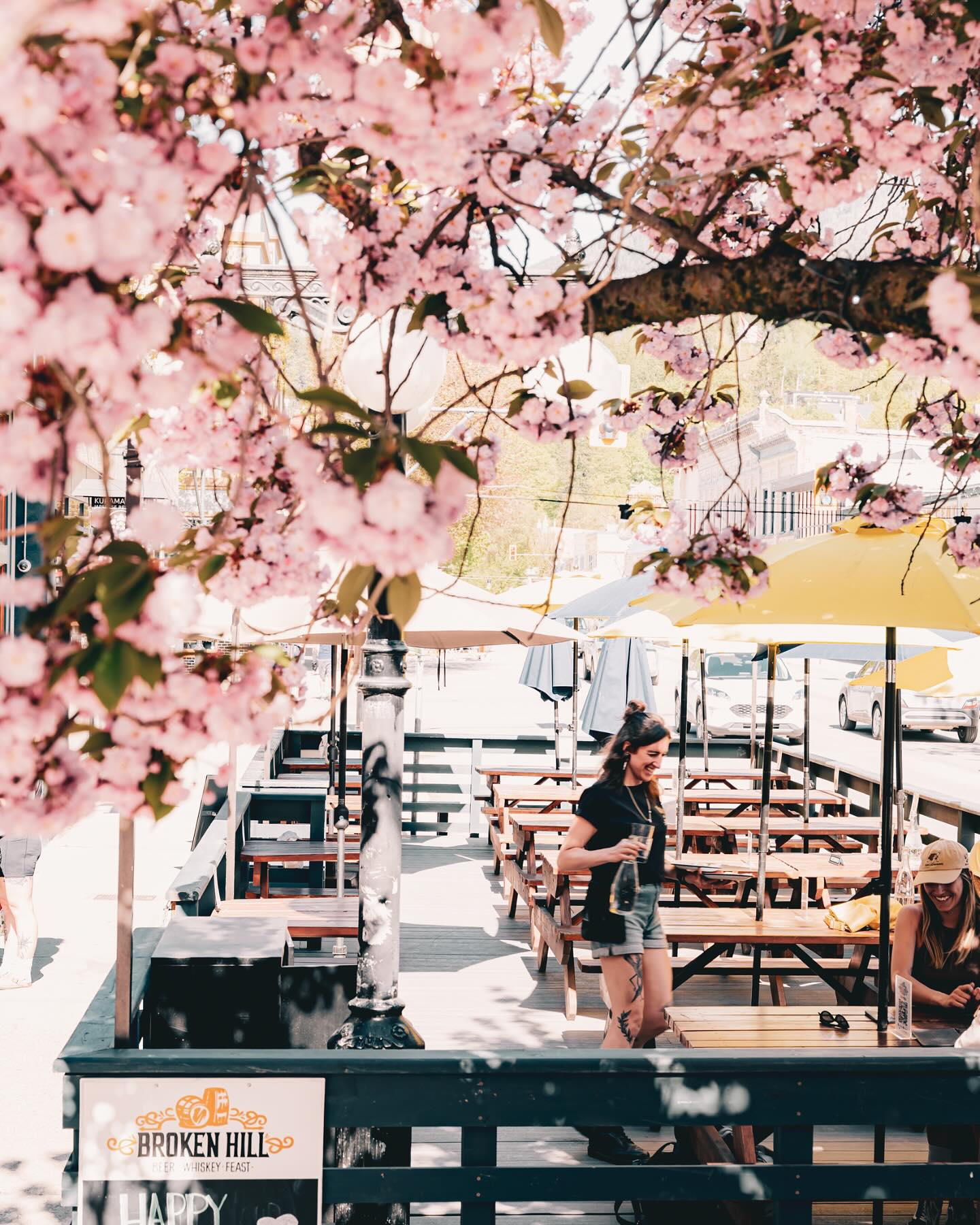 Peak cherry blossoms!