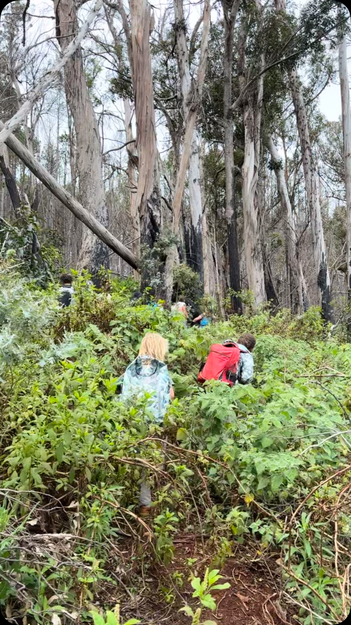 If you know…. Then you know…..
When families hike, when we hike, and when we take our keiki out to hike — they receive so much more than just exercise.
They develop mobility by lifting their legs over fallen logs.
They practice balance as they duck under branches and find their footing on wobbly rocks.
They engage their senses, build confidence, and sharpen awareness with every step.
Today, our keiki at the Pono Outdoor Program chose the challenge — a hard hike through the forest, following game trails and tracking deer scat, all on the way to forage wild berries. Stretching on their tippy toes to grab the juiciest ones, they weren’t just hiking — they were adventuring.
Hiking in the natural forest offers more than movement — it teaches resilience, builds problem-solving skills, sparks curiosity, and strengthens our connection to the ʻāina.
It’s not just an activity. It’s an experience. It’s joy. It’s learning.
And it’s what keeps us going.
#foragingpoha #ponooutdoorprogram #hikeadventure