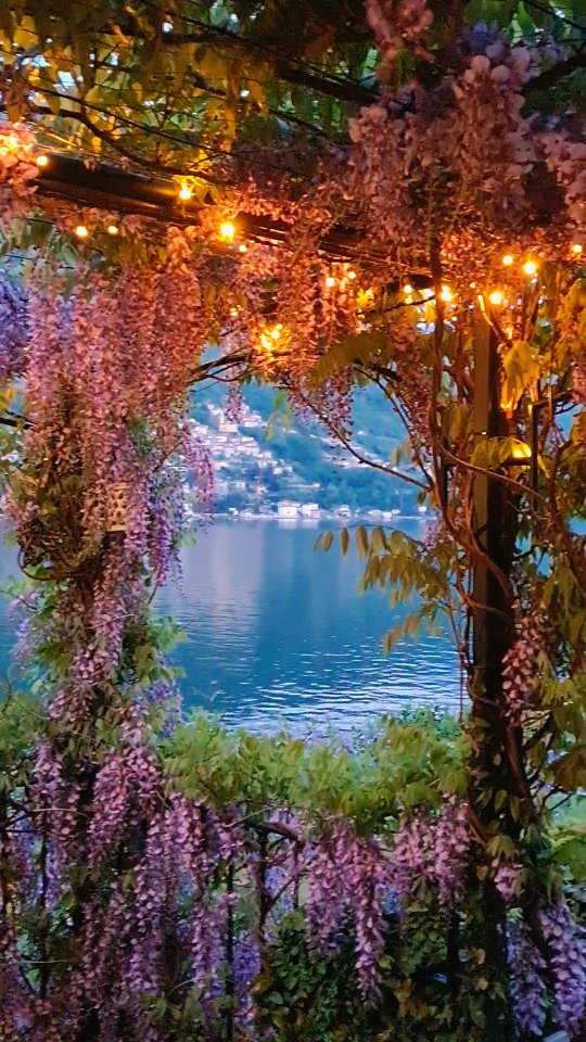 #lakecomo #comolakeside #lakecomovillas #lakecomohotels #candlelightdinner #lagodicomo #romanticdinner #anniversary #como #comolake #wisteria #wisteriaflowers