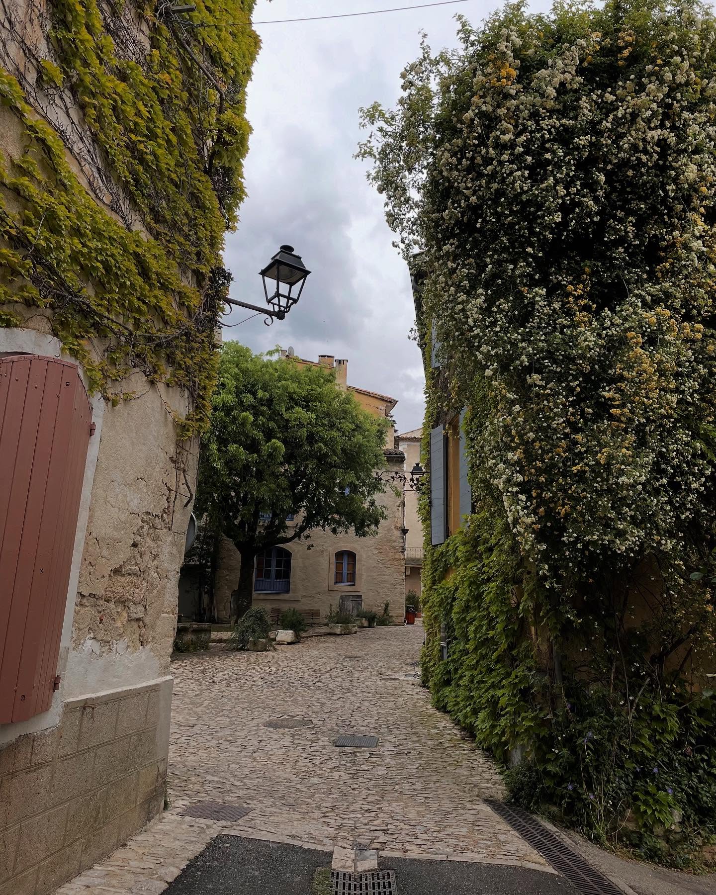 Saignon in bloom 💛