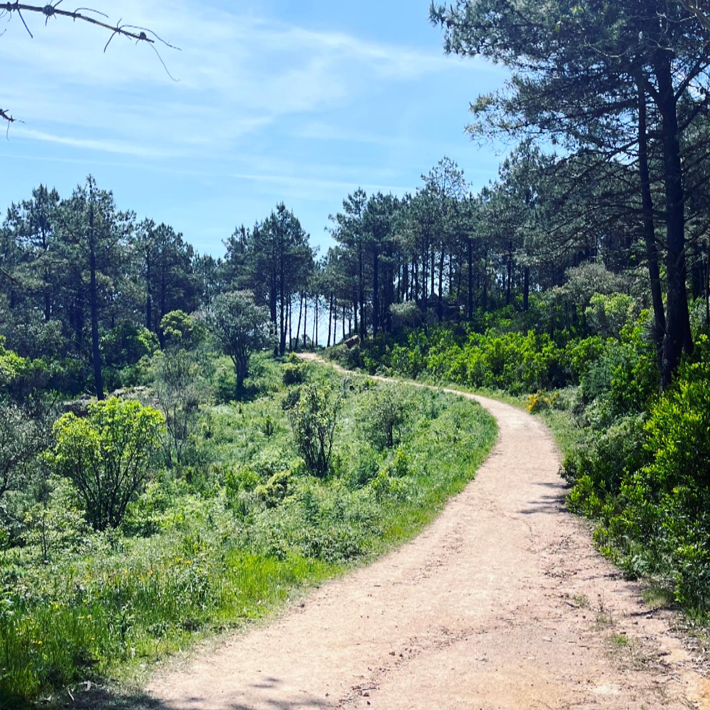 ✨« Il faut toujours garder un corps énergique et un esprit serein. Un changement dans l’esprit produit l’effet correspondant sur le corps. Si votre esprit est déprimé, vous sentez qu’il vient affecter le corps également. L’esprit est un instrument puissant qui peut rendre le corps, sain et vigoureux. Puisse l’esprit être toujours calme et pure. C’est pourquoi Jésus disait : « Bienheureux, ceux qui ont le cœur pur, car ils verront Dieu. »
Swami Veetamohananda
Pensées inspirantes.
.
.
.
#yoga #yogalisboa #yogalisbon #yogaportugal #yogalisbonne #lavoieducoeur #mental #santementale #pratique #paix