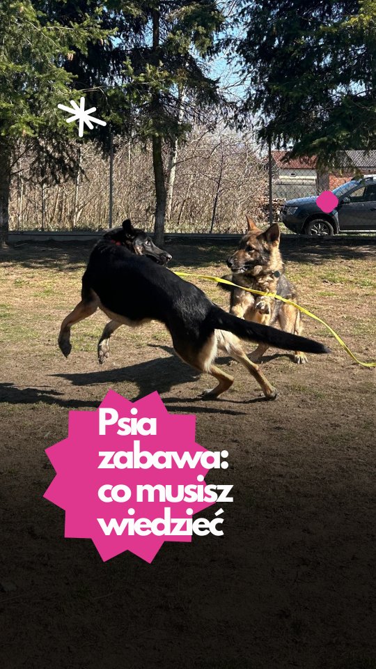 Zabawa między psami – kiedy wszystko gra, a kiedy warto się wtrącić?
Jednym z elementów, który mówi nam sporo o jakości zabawy, jest wymiana prowadzącego.
Czyli sytuacja, w której jeden pies goni, a potem role się odwracają. Jeden inicjuje zabawę, potem drugi przejmuje pałeczkę.
Na filmie widać, jak płynnie psy się zamieniają – są zaangażowane, reagują na siebie, robią przerwy, zapraszają się nawzajem. Tak wygląda zabawa, w której obie strony czują się dobrze.
Warto obserwować:
– czy psy zmieniają się rolami
– czy obie strony mają wpływ na przebieg zabawy
– czy pojawiają się pauzy
– czy któryś z psów nie zaczyna przesadzać
Zabawa to nie tylko bieganie – to komunikacja, emocje i relacja.
A jak bawią się Wasze psy? Lubią się wymieniać, czy raczej przejmują dowodzenie na dłużej? Daj znać w komentarzu!
#zabawazpsem #psiakomunikacja #hoteldlapsow #psihotel #psiedukacja #opiekadlapsa #obserwujswojegopsa #zabawapsów #psyjaciele #psikumpke #psibehawior #merdumerdu #psikontakt
