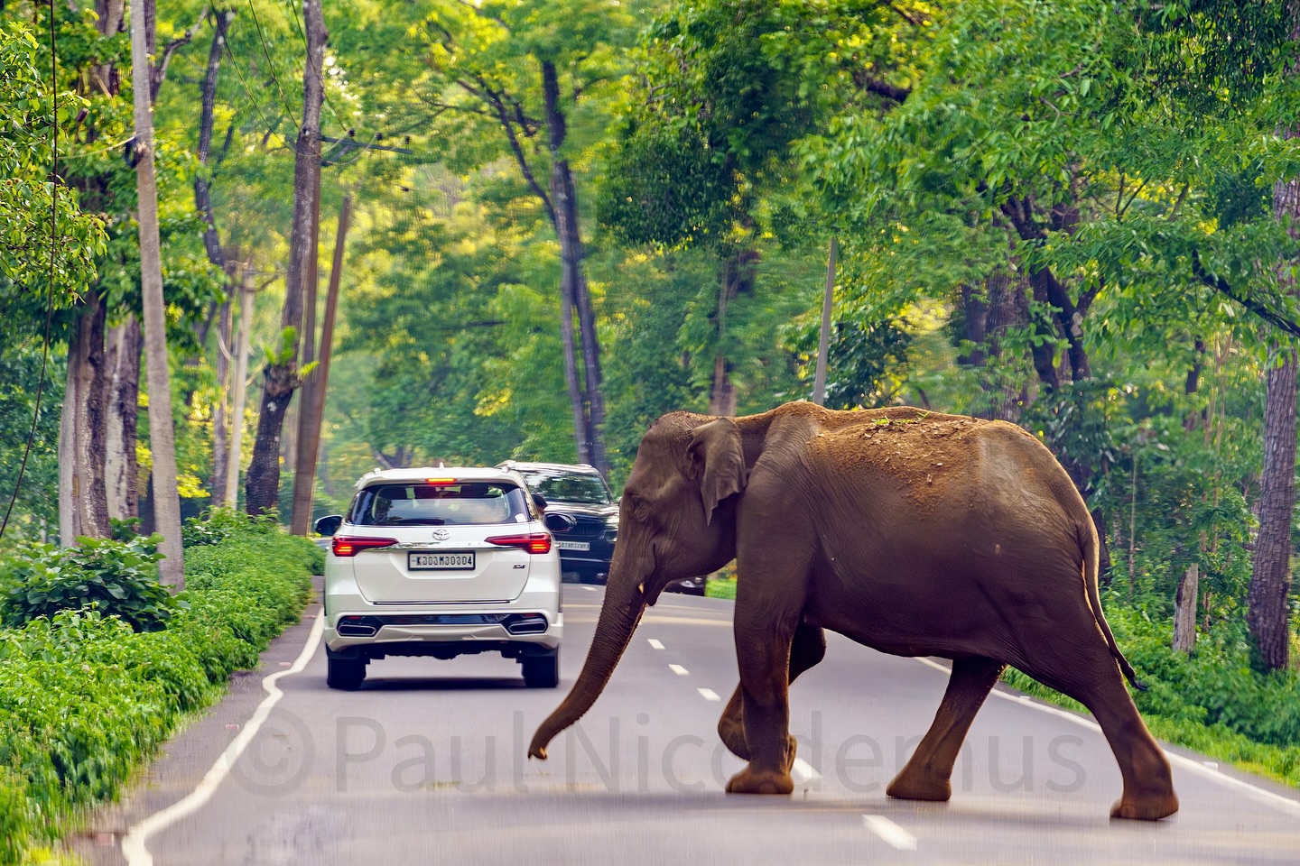 First time in Kerala, and what a perfect welcome!