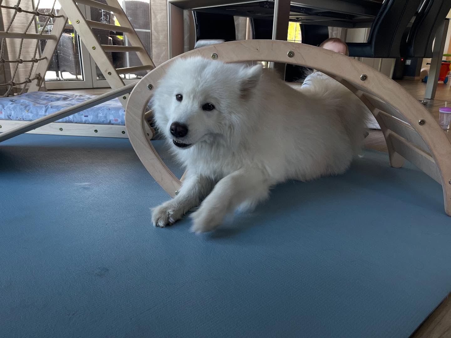Crawling like a Pro #samoyed #samoyedofinstagram #samoyedlover #dogsofinstagram #doglover #doglife