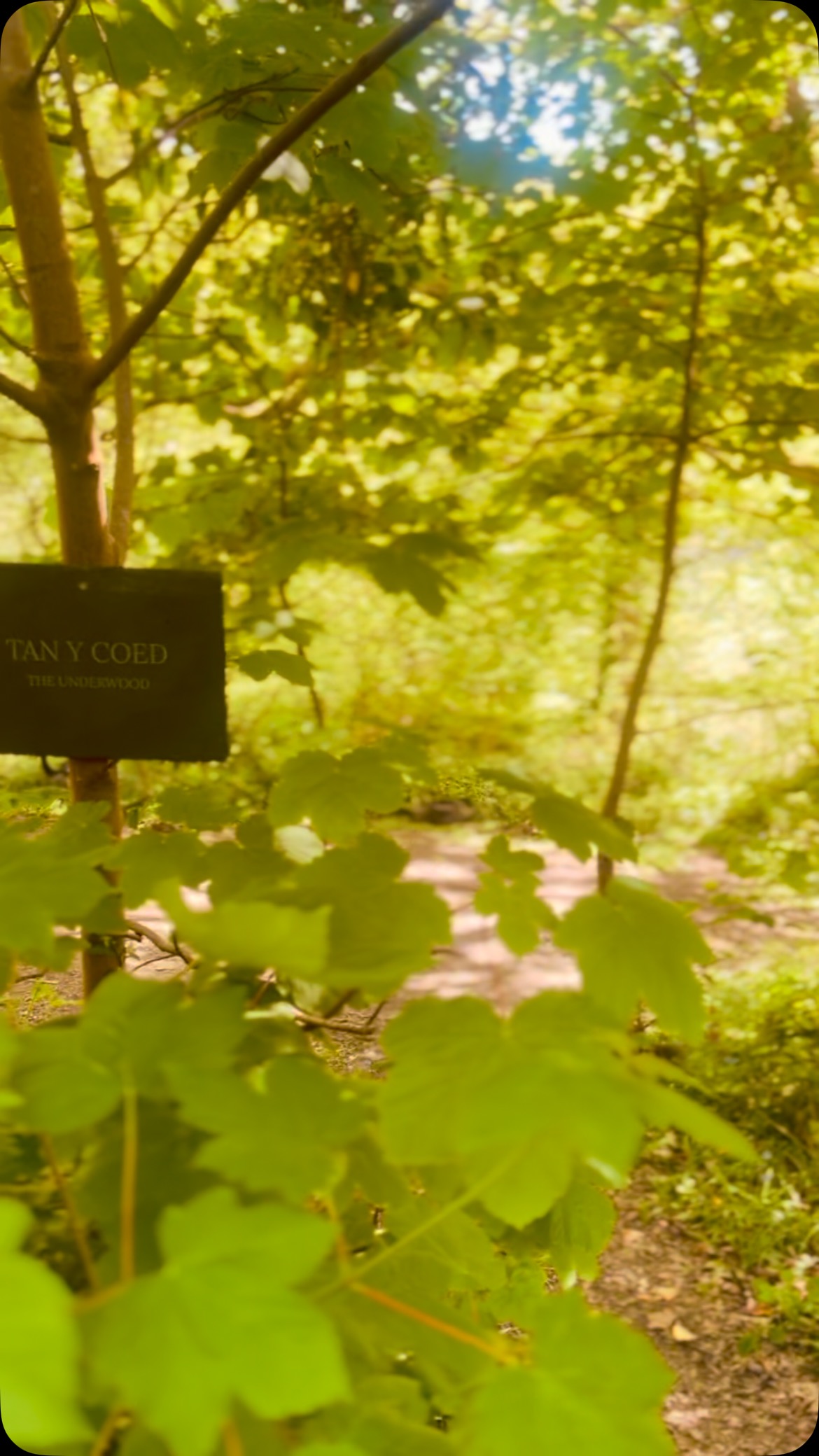 Just two spots available in our woodland for this bank holiday weekend! ๐๏ธ
The weather looks amazing! ๐
Enjoy wood-fired pizza, onsite bar with communal outdoor seating area, plus morning coffee and croissants to kickstart your day!
Book now: www.cefncoed.co.uk
#explorewales #wildcamping #cefncoedcampsite #mawddachestuary #staywild #naturelovers #cefncoedcamping #natureescape #cefncoed #reconnectwithnature