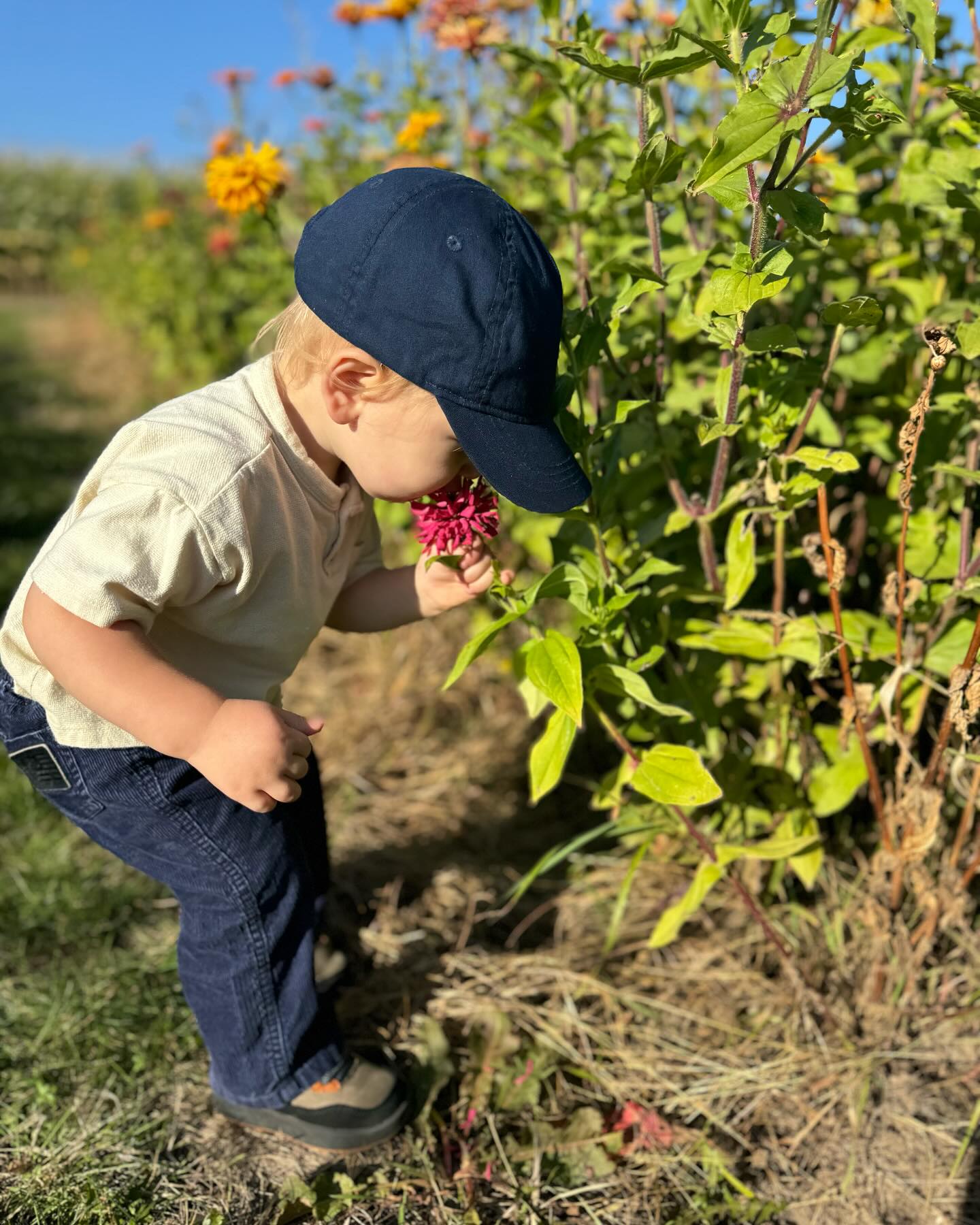 Stop and smell the flowers 😝🌸🌼
Be a kid and be more present each day. Our nervous systems are so wired to be on constantly and keep up with the busy pace of our lives.
We live too much in the “on” mode of our nervous system which can deplete us of energy faster, reduce mitochondrial activity, disrupt digestion, negatively impact sleep, and so much more.
Our nervous systems aren’t meant to be constantly stuck in sympathetic mode so try to find some peace and calmness in your day. Take a walk outside like you’re a kid again and try to notice what’s going on around you 🤍
Toddlers have a way of making us more present and my little guy has a refreshing interest in the little things!
Can’t wait for all the spring and summer flowers 💐