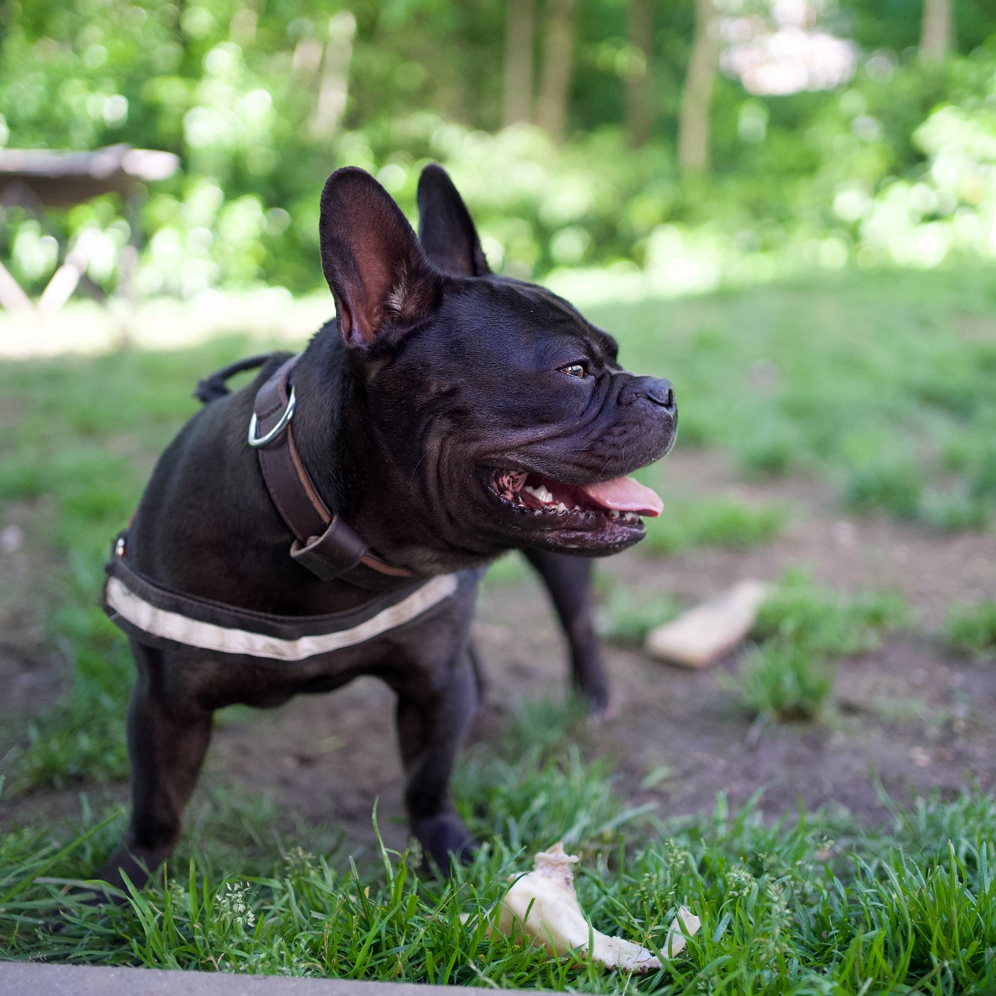 Ghost 😍❤️👻
#Nachzucht
Wie wunderschön dieser Bursche geworden ist? 😍
Er ist Papas ganzer Stolz und wird auch vom Tierarzt nur in grossen Tönen gelobt. Zuhause hat er auch noch einen Bruder, der typisch nach dem Standard gezüchtet ist und der Unterschied sei laut seinem Papa enorm. Ghost habe viel mehr Lebensqualität. Glücklicher Ghost und Familie = glücklicher Züchter. 🥹❤️
#AlphaBully #sportlichebulldogge #französischebulldoggen #bulldoggswithnoses #bullymitnase #healthyfrenchie #frenchiesofinstagram #sportlichefrenchies #nasenbär #retrofrenchie #französischebulldogge #französischebulldoggedeutschland #französischebulldoggeschweiz #bullysmitnase #frenchiebreeder #bulldoggezüchter