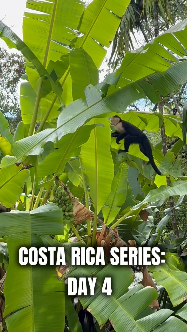 Costa Rica Series – Día 4: Rest Day
Hoy el cuerpo pidió pausa… y se la dimos con gusto.
Nos tocó disfrutar de Manuel Antonio: caminamos por la selva, nos bañamos en la playa, relajamos en la piscina y cerramos con una comida espectacular.
Porque el descanso también es parte del progreso.
Recargar para seguir construyendo.
Mañana volvemos con más energía. ¡Pendientes al Día 5!
#CostaRicaSeries #RestDay #BuiltDifferent #BalancePerfecto