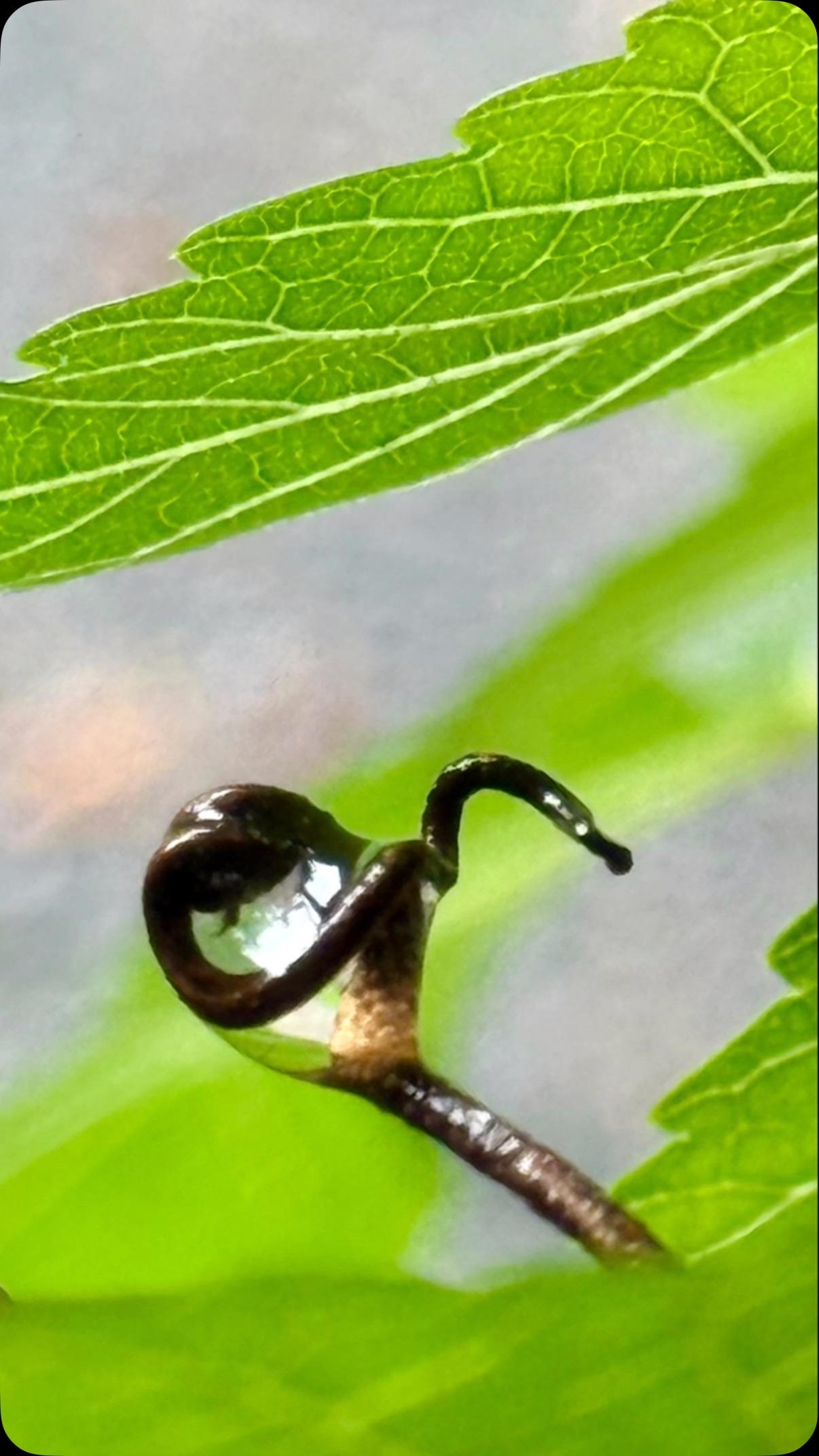 Pictures from the park. Nature is so beautiful and amazing.
#whiffcandlecompany #whiffcandleco #slowdown #smallthings #beautyisallaround #naturephotography