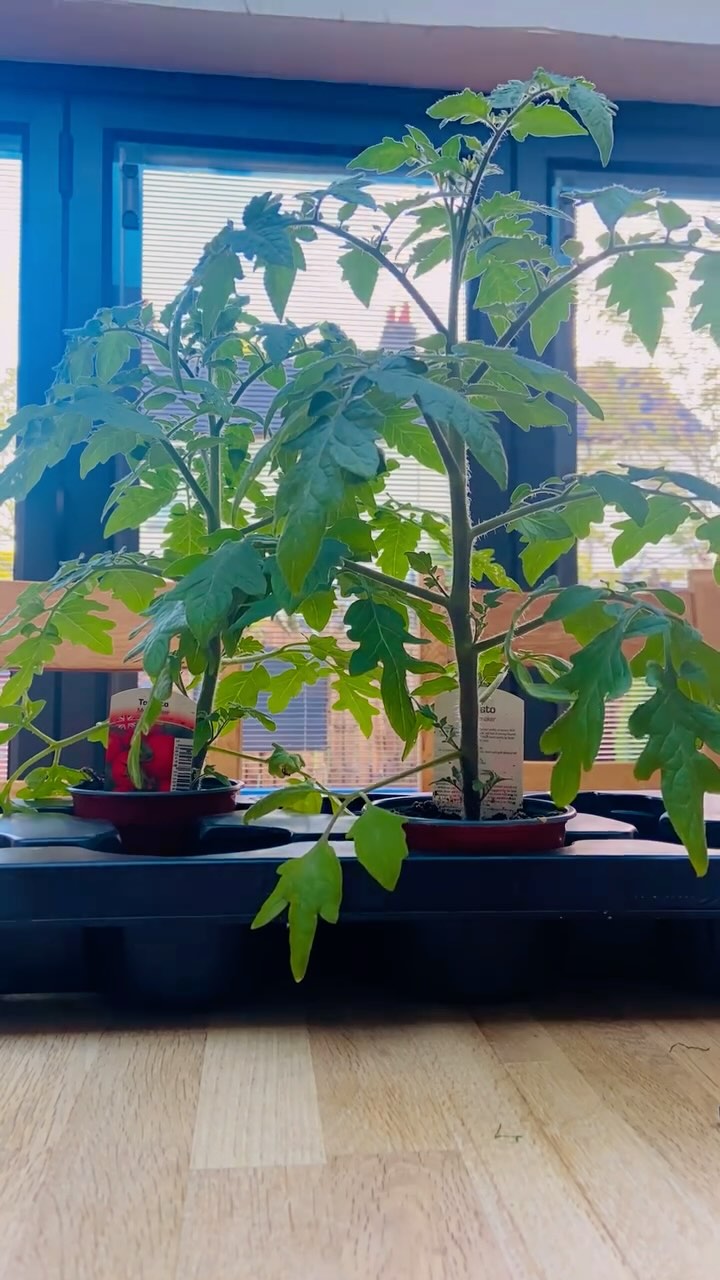 Forget to water my plants and they bring more drama than my teenage daughter 🙈😅
Bit of a drink and all is well in the world 🌱