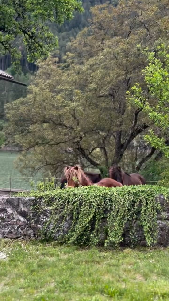 Gestern habe ich unsere Oldies und Jungpferde auf unserer Wiese in Stramentizzo im Fleimstal (Trentino) besucht.
Hier sieht man Hektor – das Pferd meines Papas, mittlerweile 31 Jahre alt & topfit!
Und wie man sieht: Es geht ihnen nicht nur gut, sondern einfach wunderbar. Berge, Seeluft & jede Menge Natur- was will man ( Pferd) mehr?
Ieri sono andata a trovare i nostri cavalli giovani e anziani sull’alpeggio a Stramentizzo, in Val di Fiemme (Trentino).
Qui si vede Hektor – il cavallo di mio papà che ha già 31 anni!
Come potete vedere: non stanno solo bene, ma veramente alla grande.
#hektor #almsommer #stramentizzo #fleimstal #valdifiemme #pferdeliebe #vitainmontagna #trentinodascoprire #isländerliebe #altengehtsgut #reitzauber #alpscoliseum #throughamelieseyes