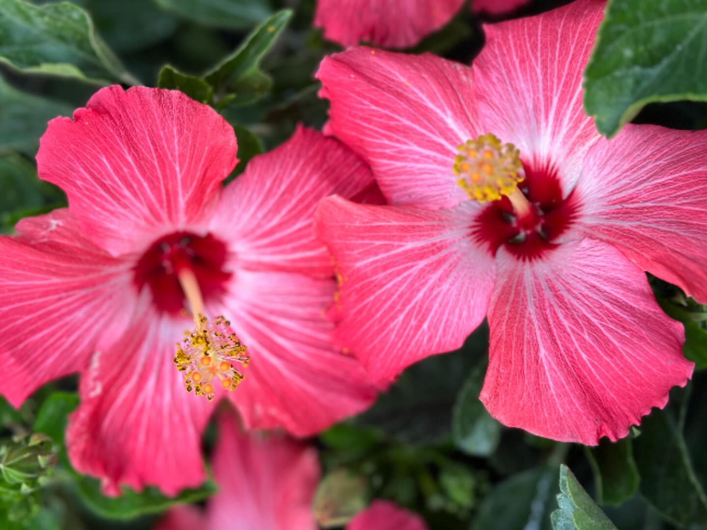 The brighter the bloom, the brighter the mood 🌺😎