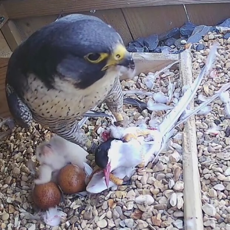 Arctic Tern on the menu!
#peregrinefalcon