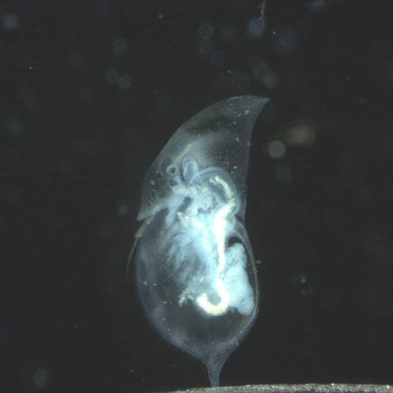 Daphnia retrocurva. Ya gotta love that helmet!