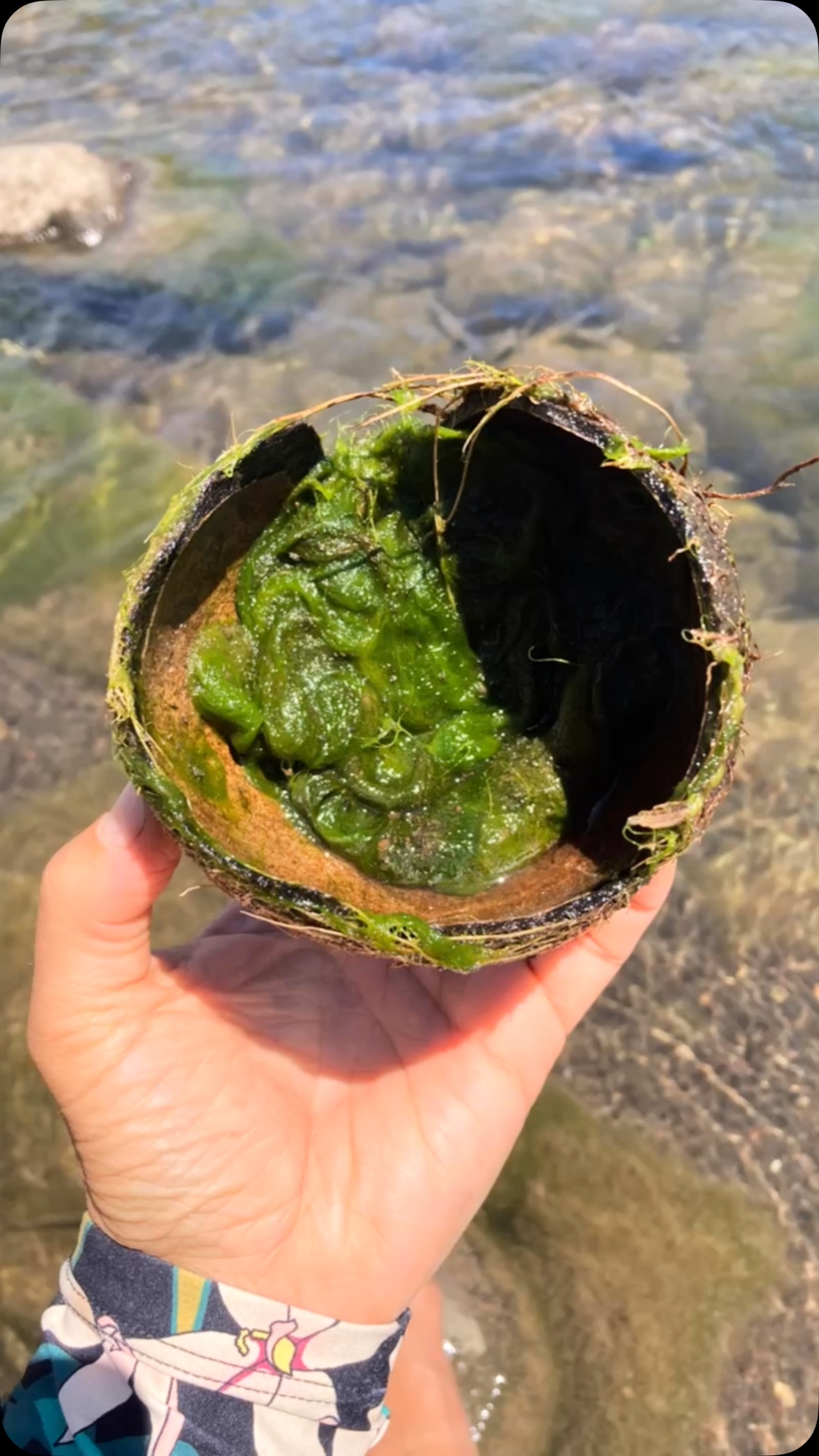 Heard “Ms. Bianca!” about 386 times on our 1.5-mile walk today 😂—music to my ears! These kids are hungry to learn every plant, every story, every little secret the wetlands are holding. From “Is this edible?” to “Was this here during the Kingdom?”—they want to know it ALL. 💚
Logging off now to collect algae balls as we reached the prime ball pit of a natural enriched program … yes, you read that right. Nature’s version of slime balls. 🟢🤣😂
#WetlandWanderers #MsBiancaOnRepeat #plantdetectives #SlimeBallScience #learninginthewild